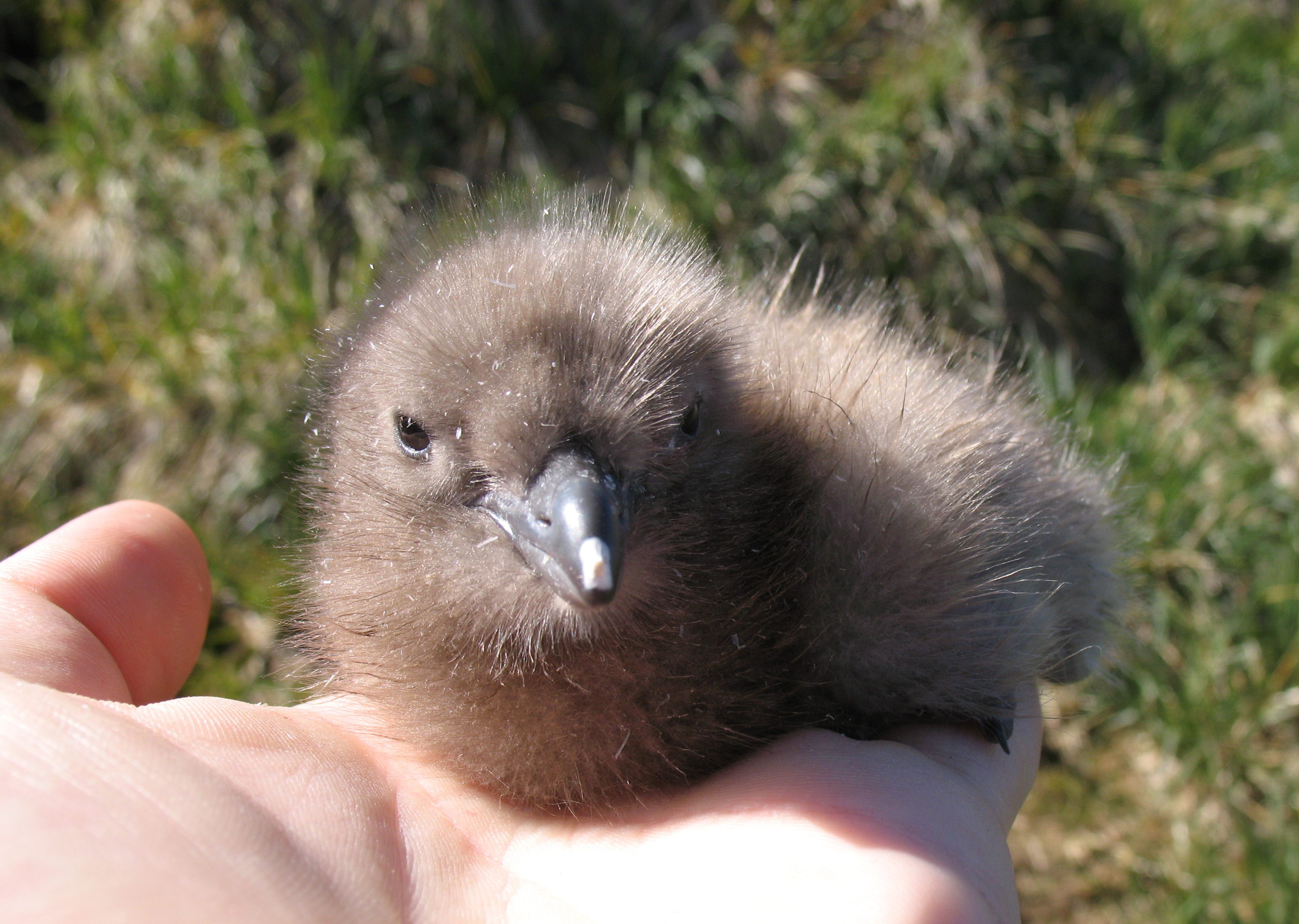 Baby Skua
