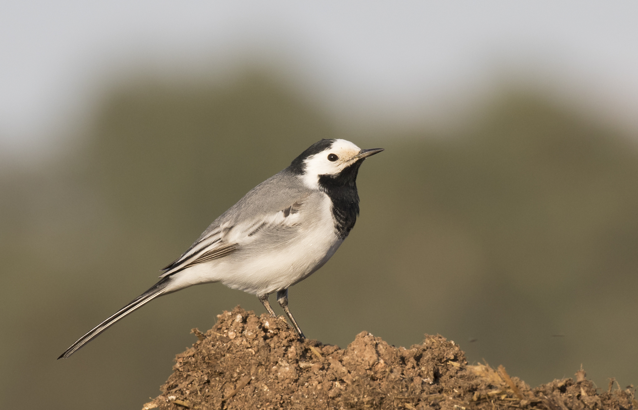 Bachstelze - Bergeronnette grise - White wagtail 04