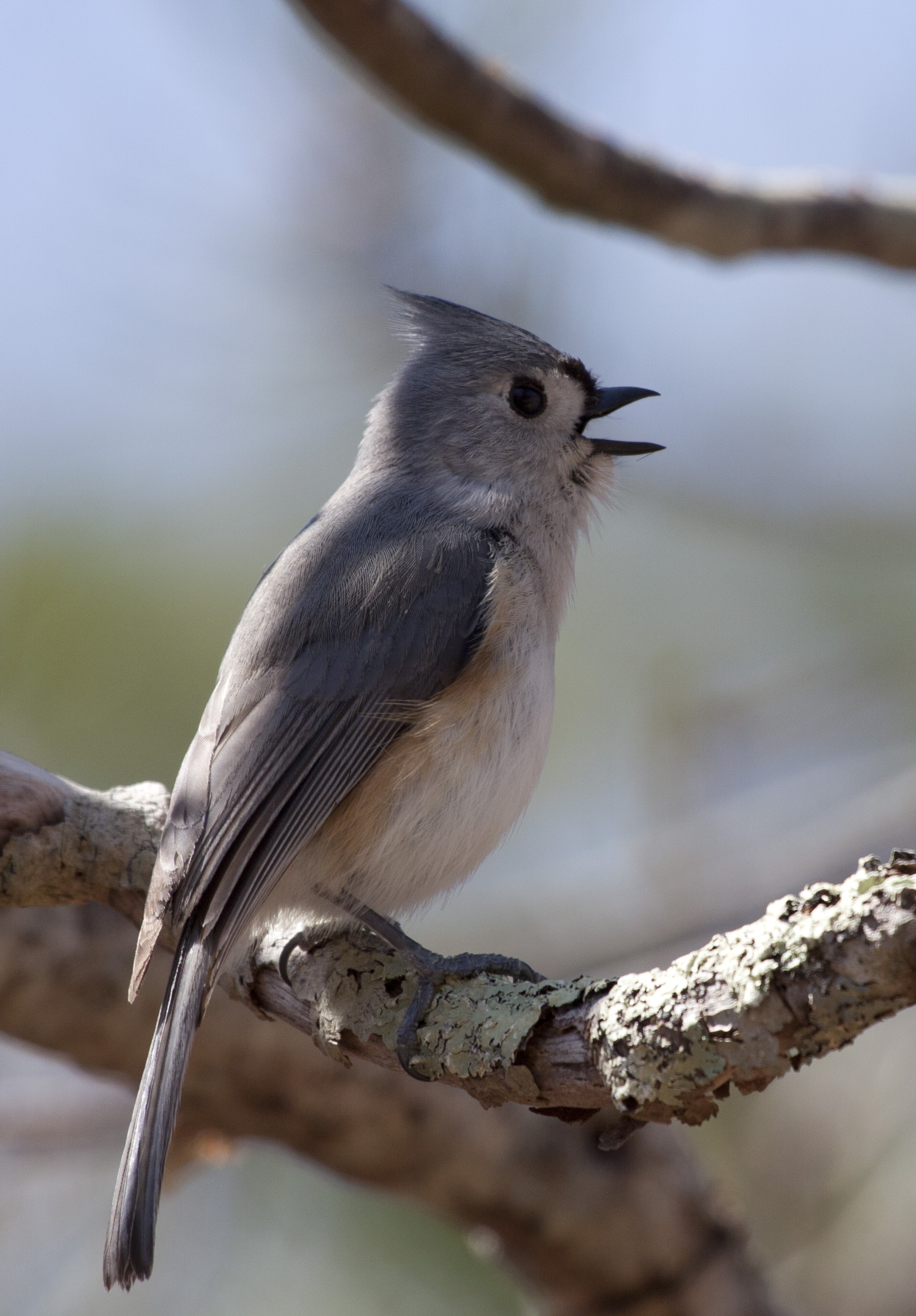 Baeolophus bicolor 15