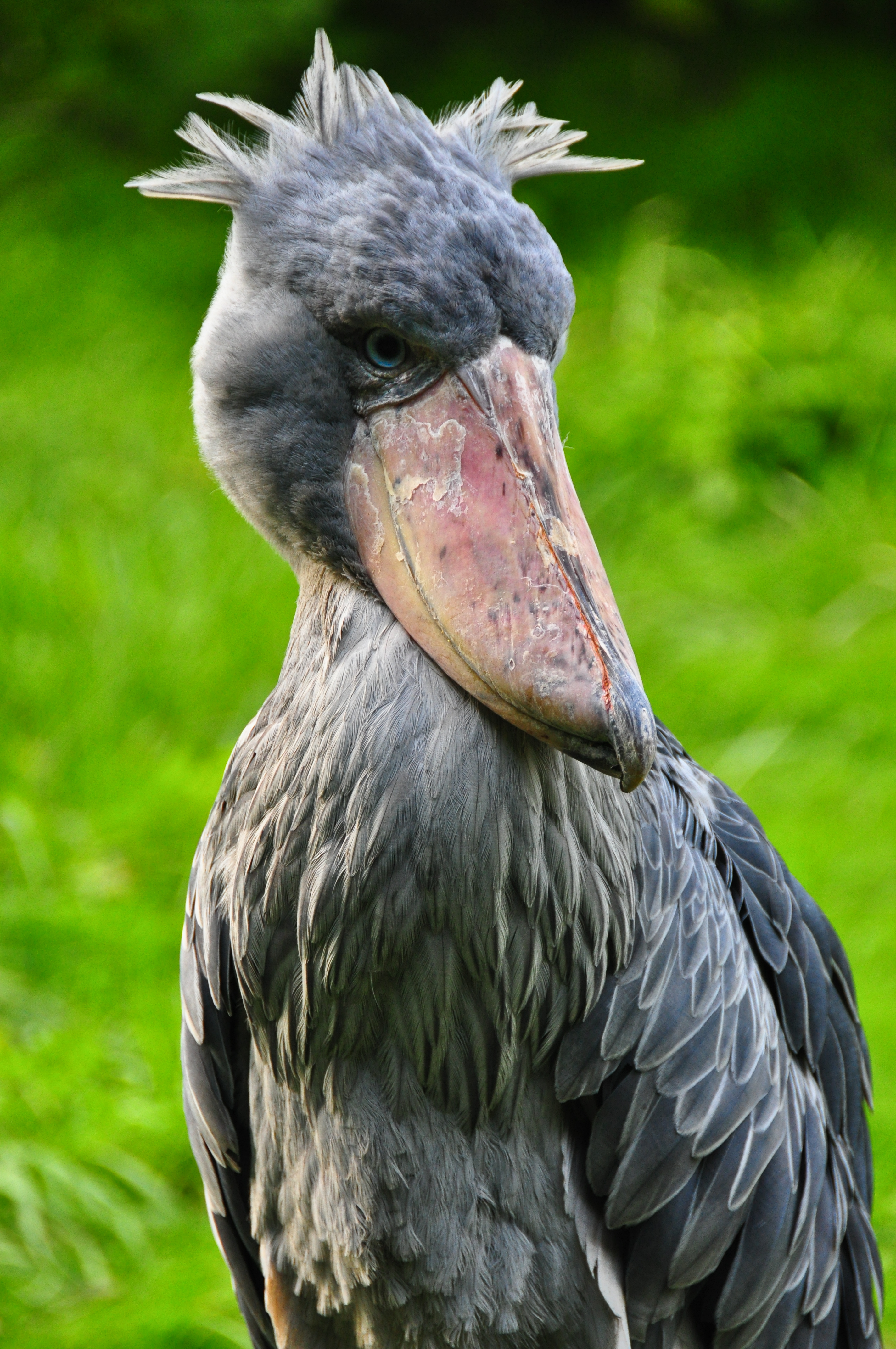 Balaeniceps rex - Weltvogelpark Walsrode 09-2010