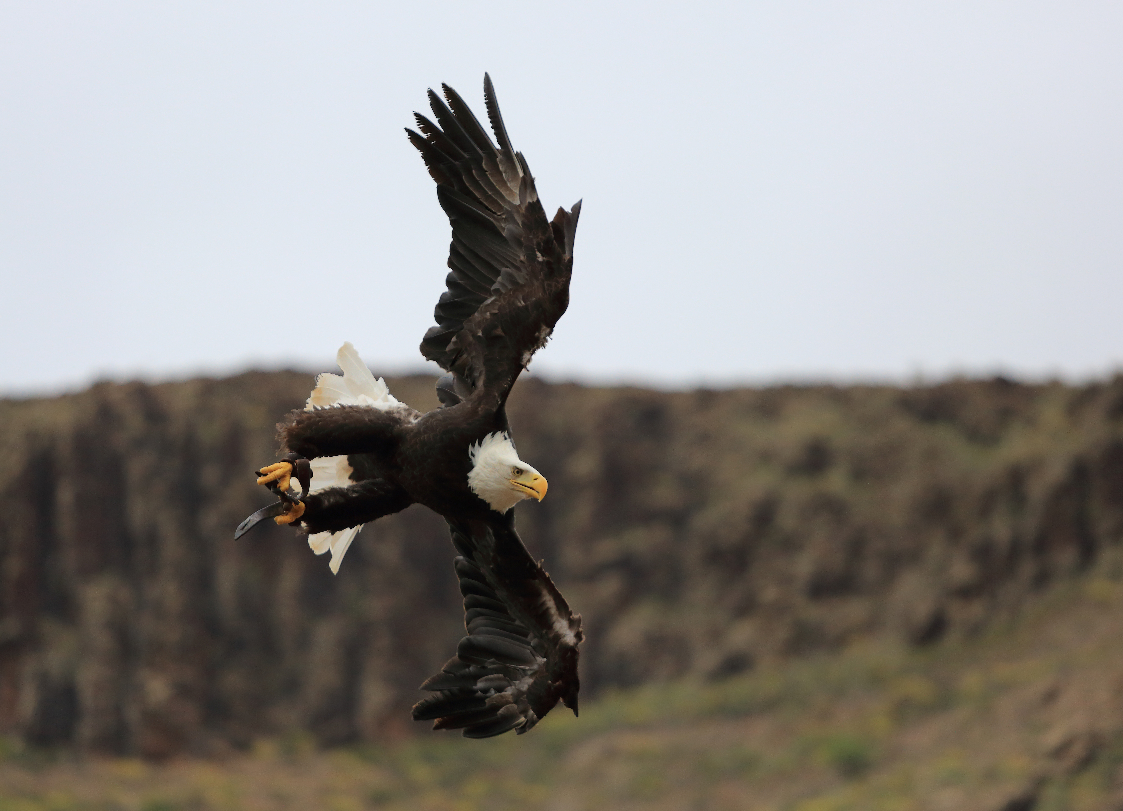 Bald Eagle, Palmitos Park, May 2018