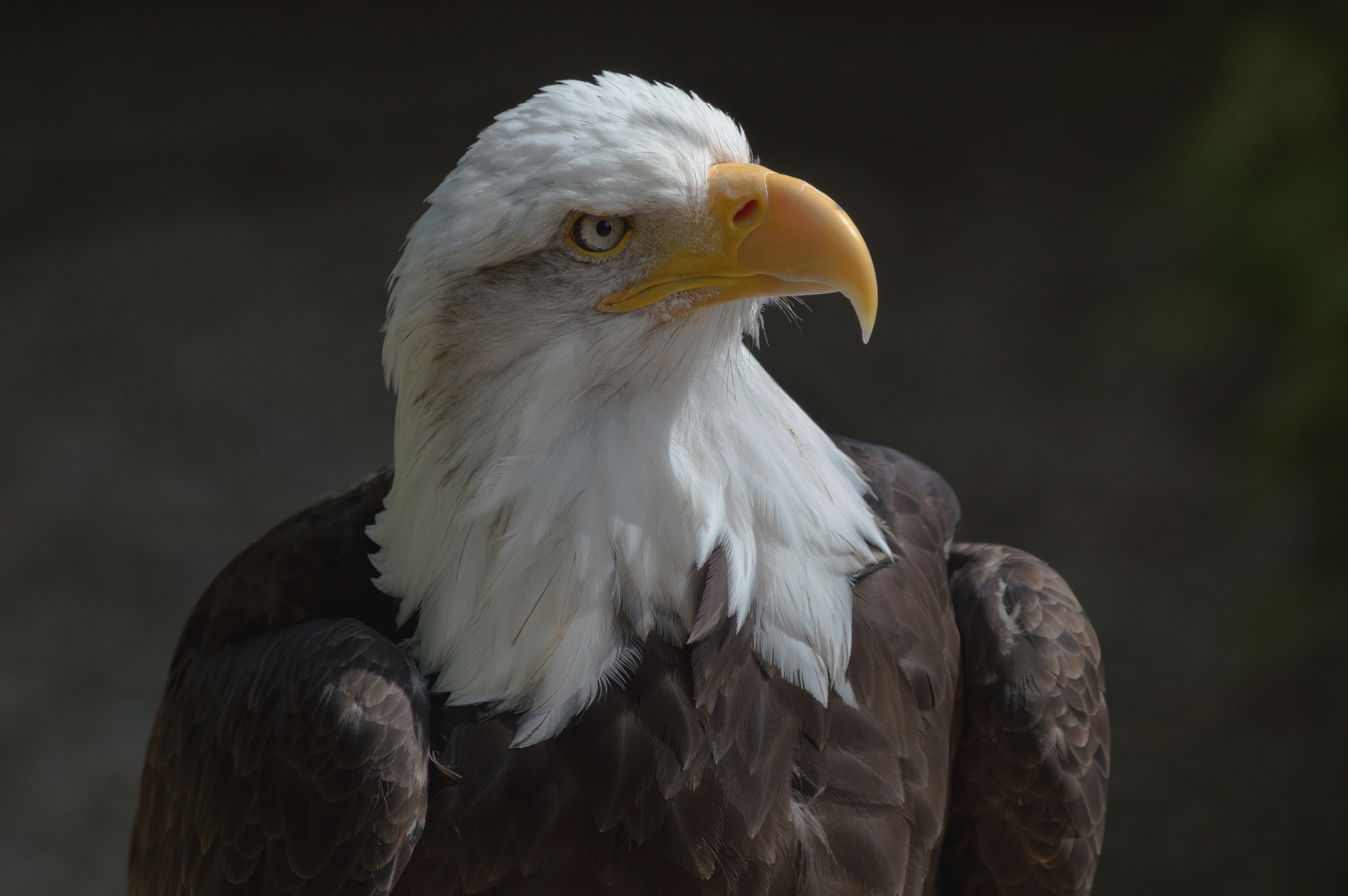 Bald eagle at the Hawk Conservancy Trust 2