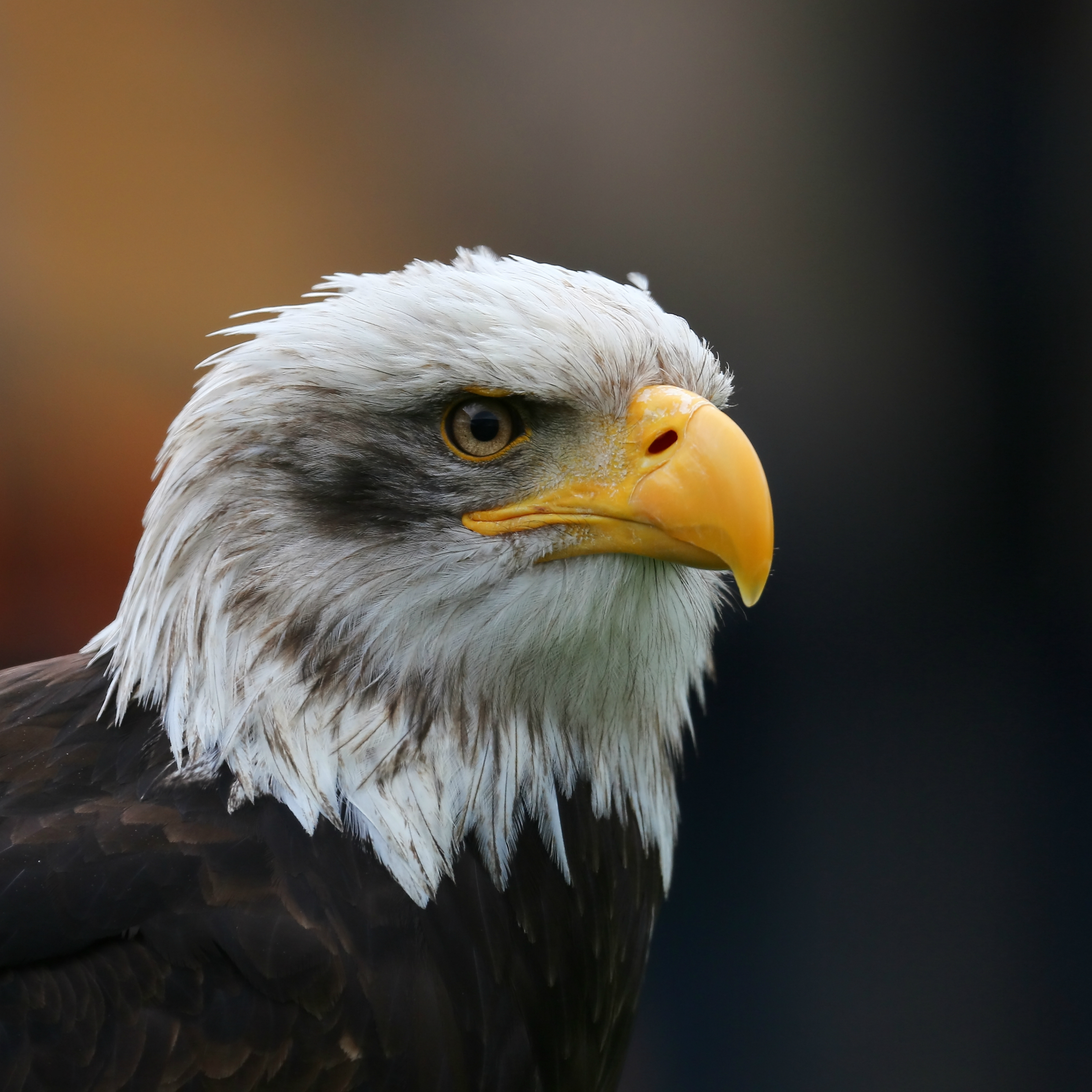 Bald Eagle Head sq