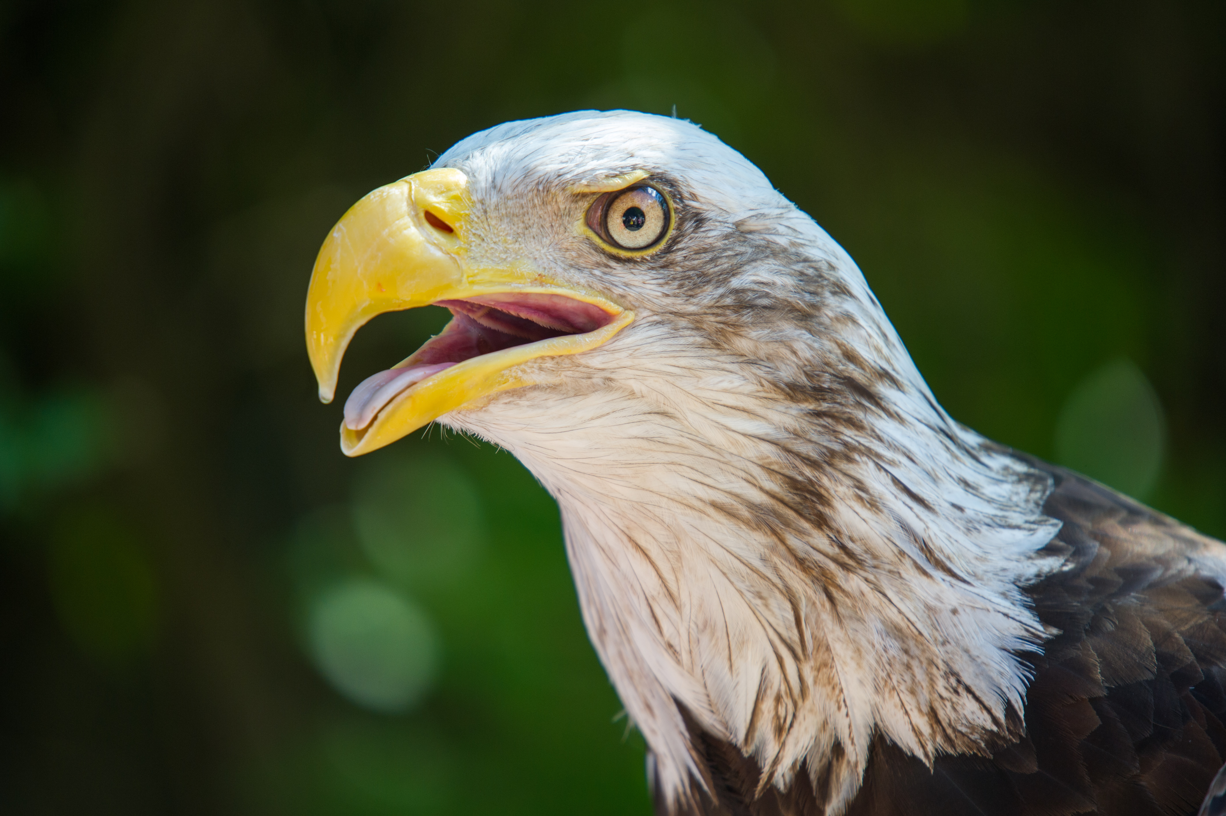 Bald Eagle Profile (20248138656)