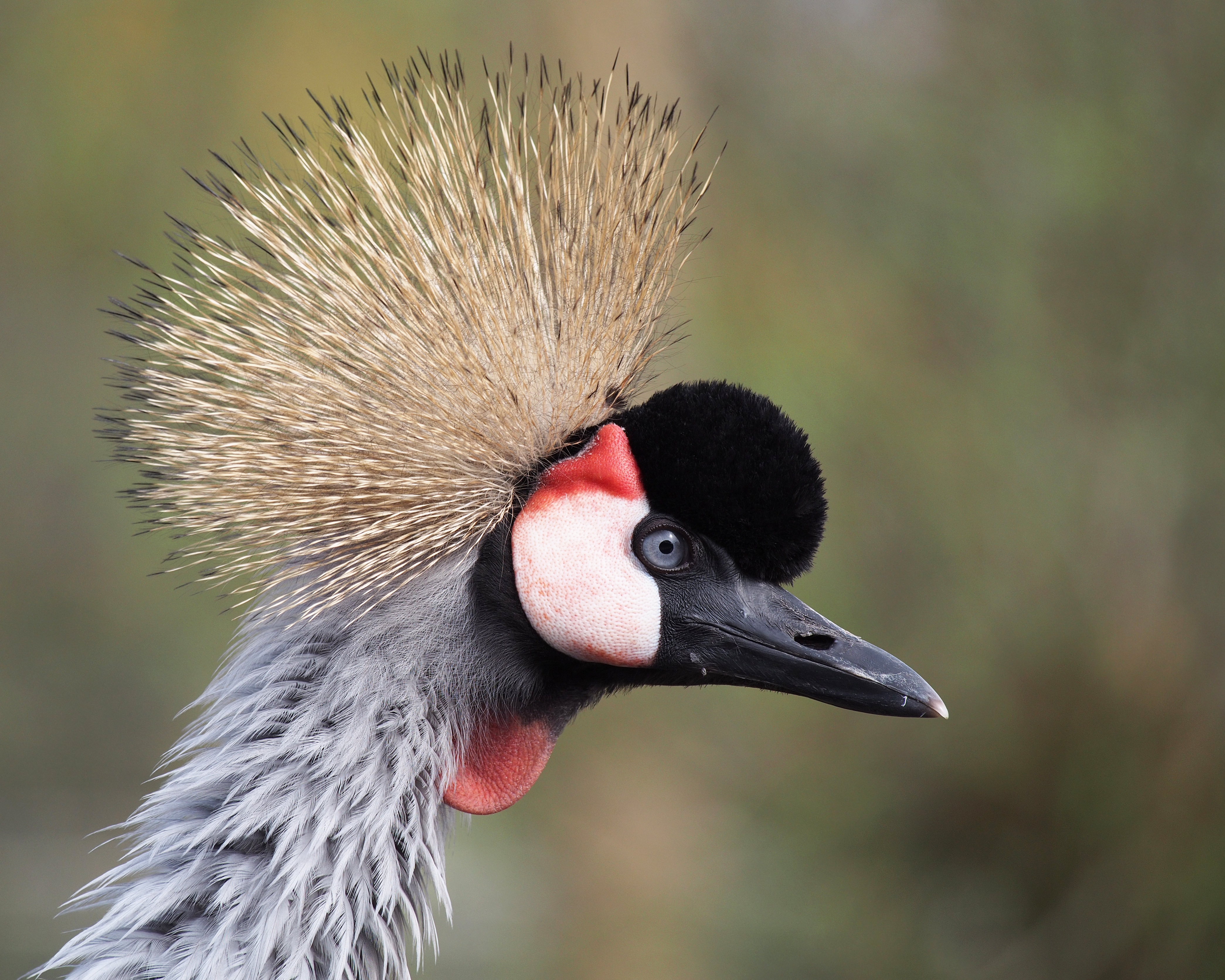 Balearica regulorum portrait 2