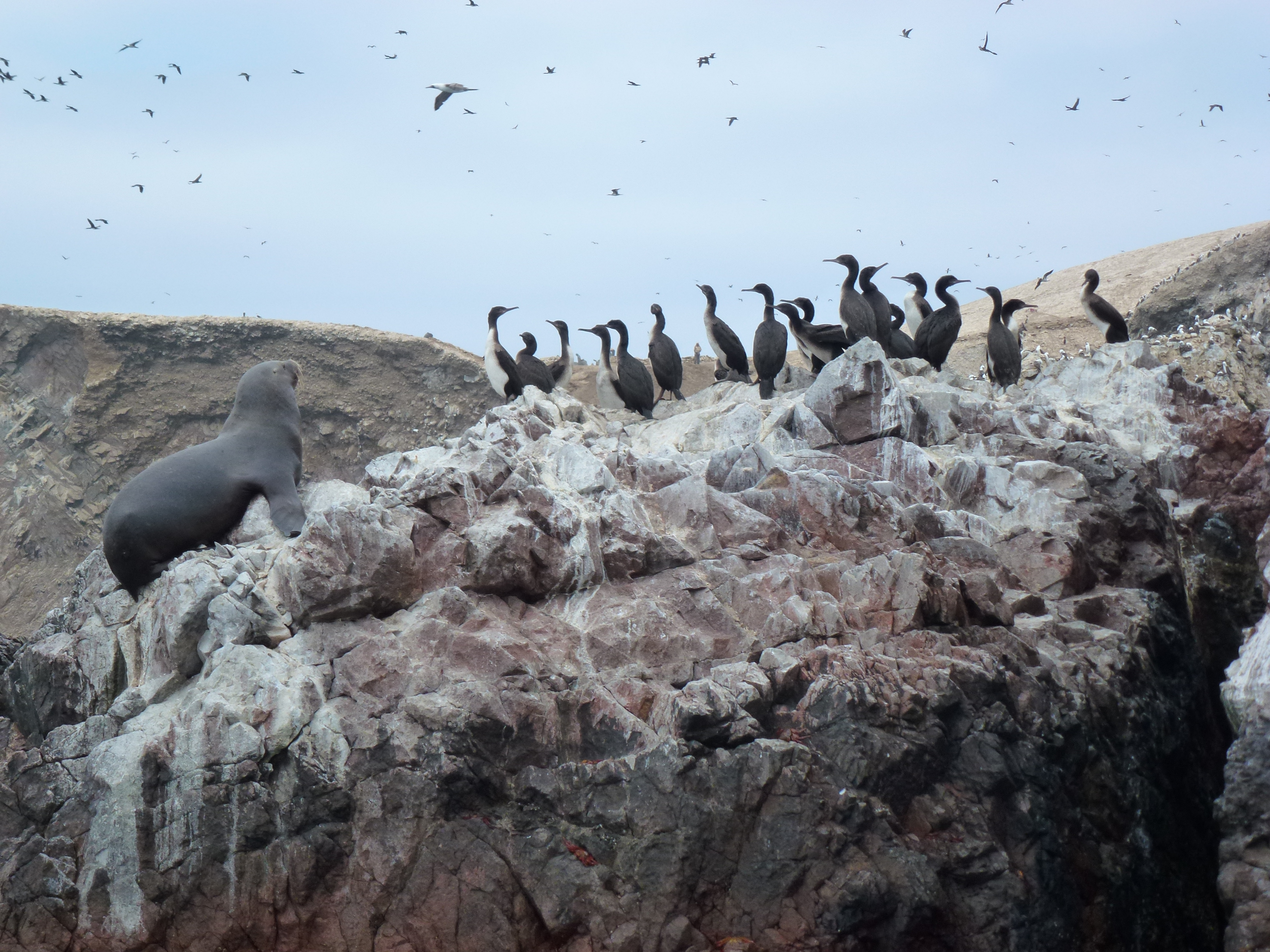 Ballestas Islands birds an otaries of Pérou 