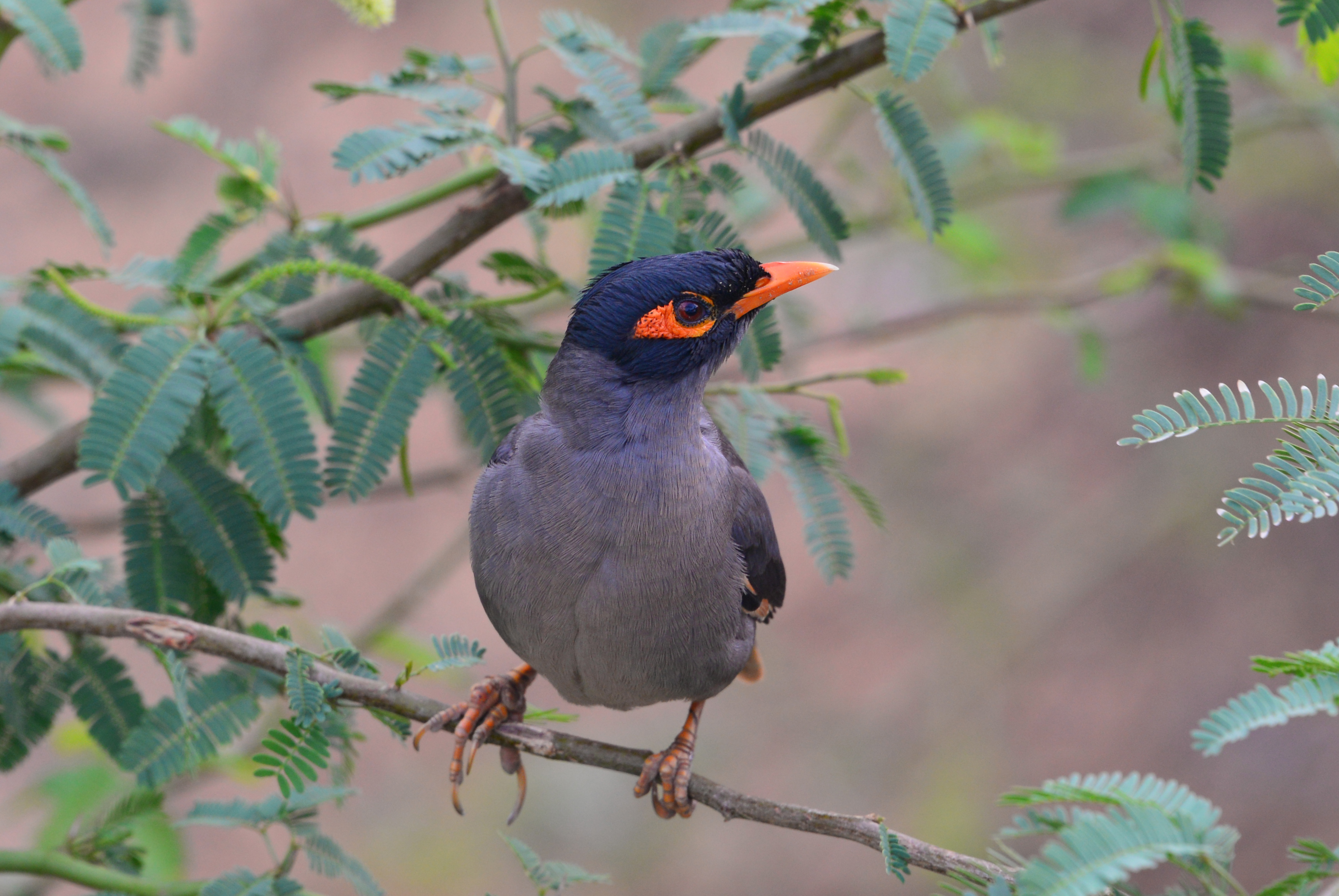 Bank myna, India