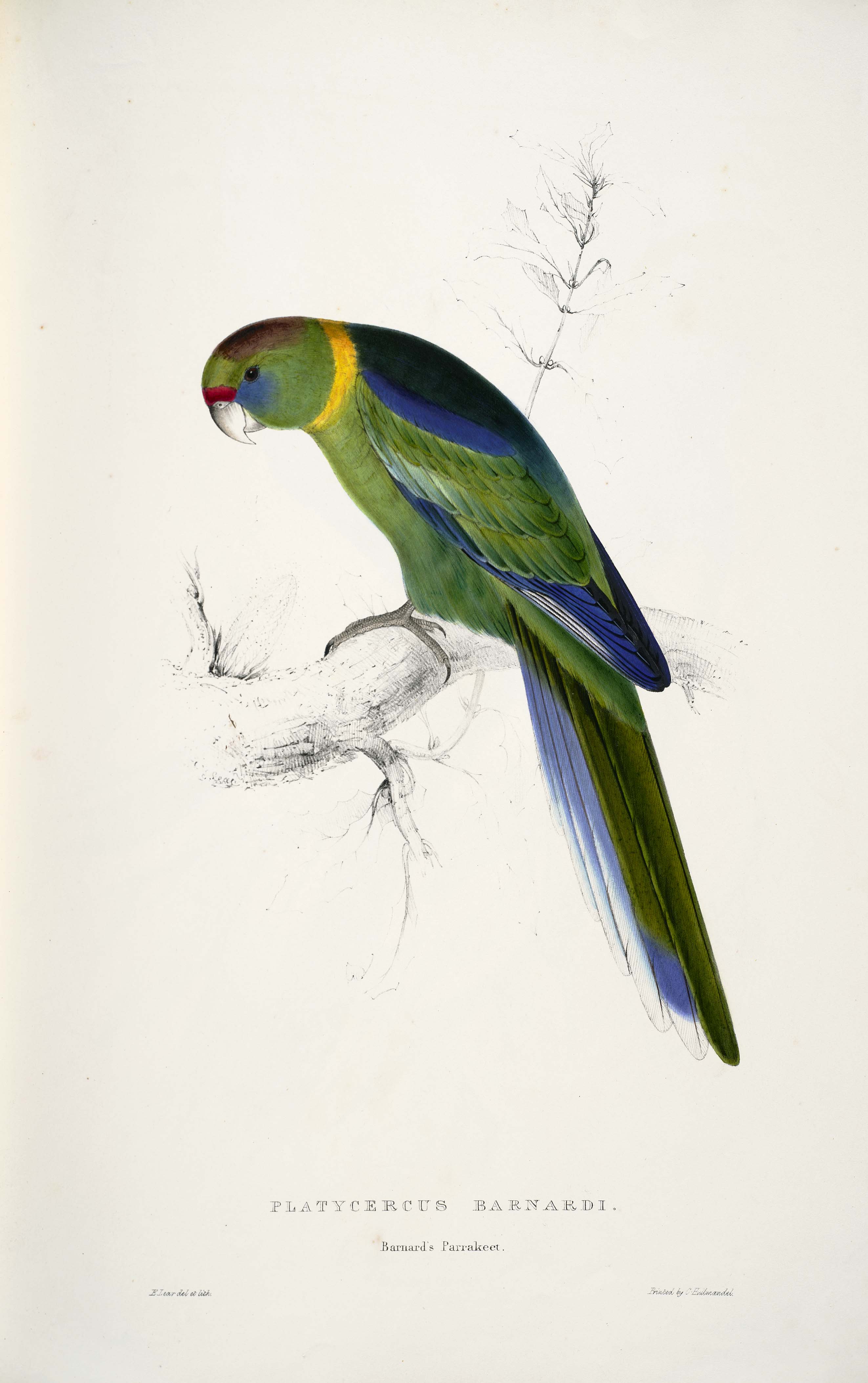 Barnardius zonarius -Platycercus barnardi Barnard's Parrakeet -by Edward Lear 1812-1888