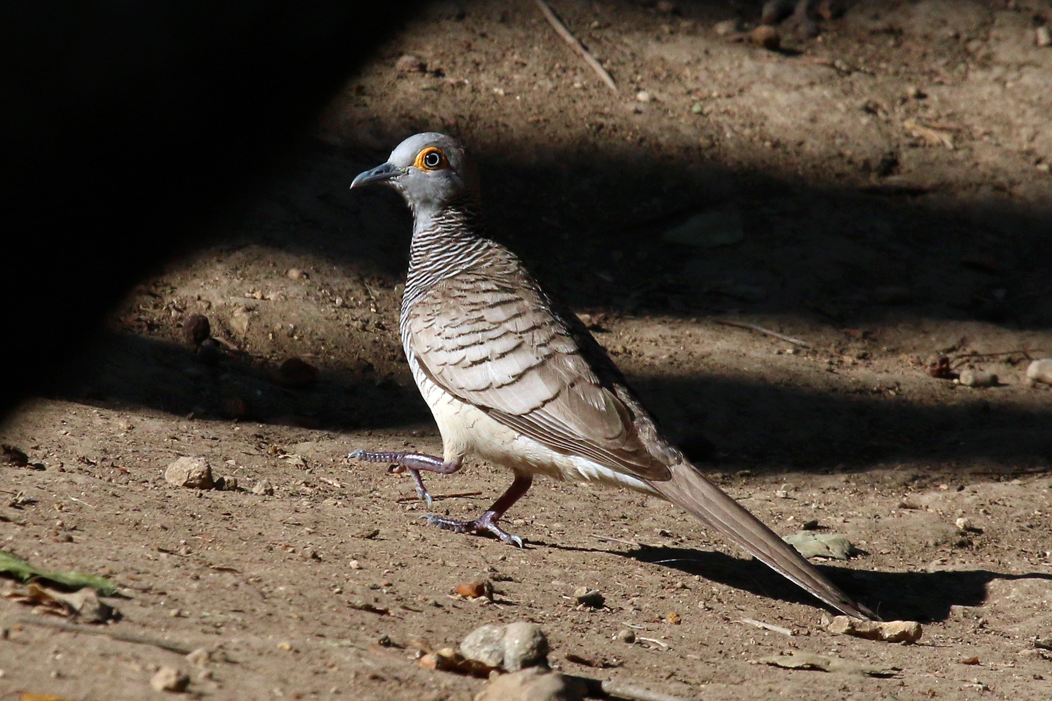 Barred dove (Geopelia maugei)