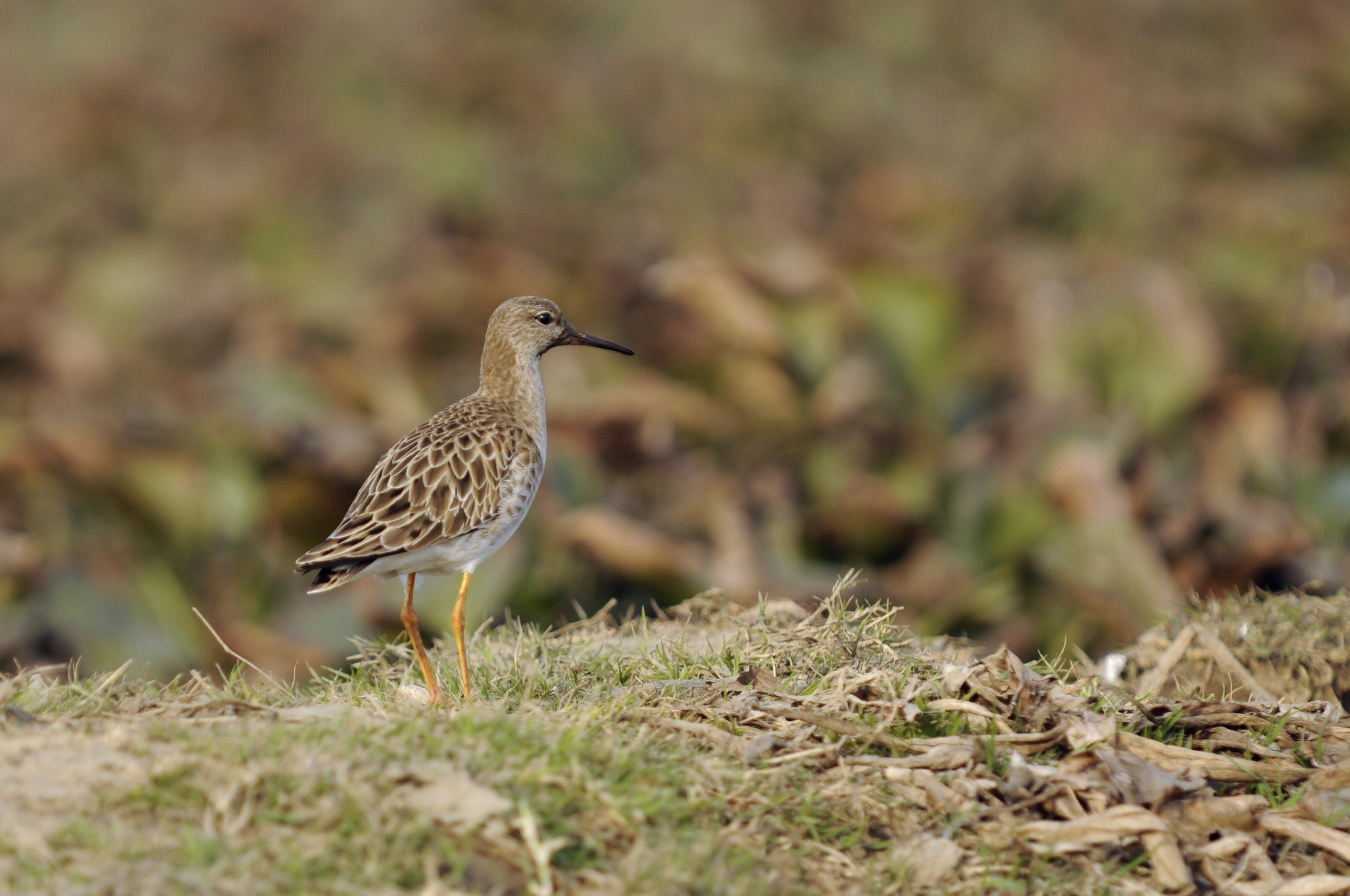Basai Wetland Gurgaon DSC9289 ruff
