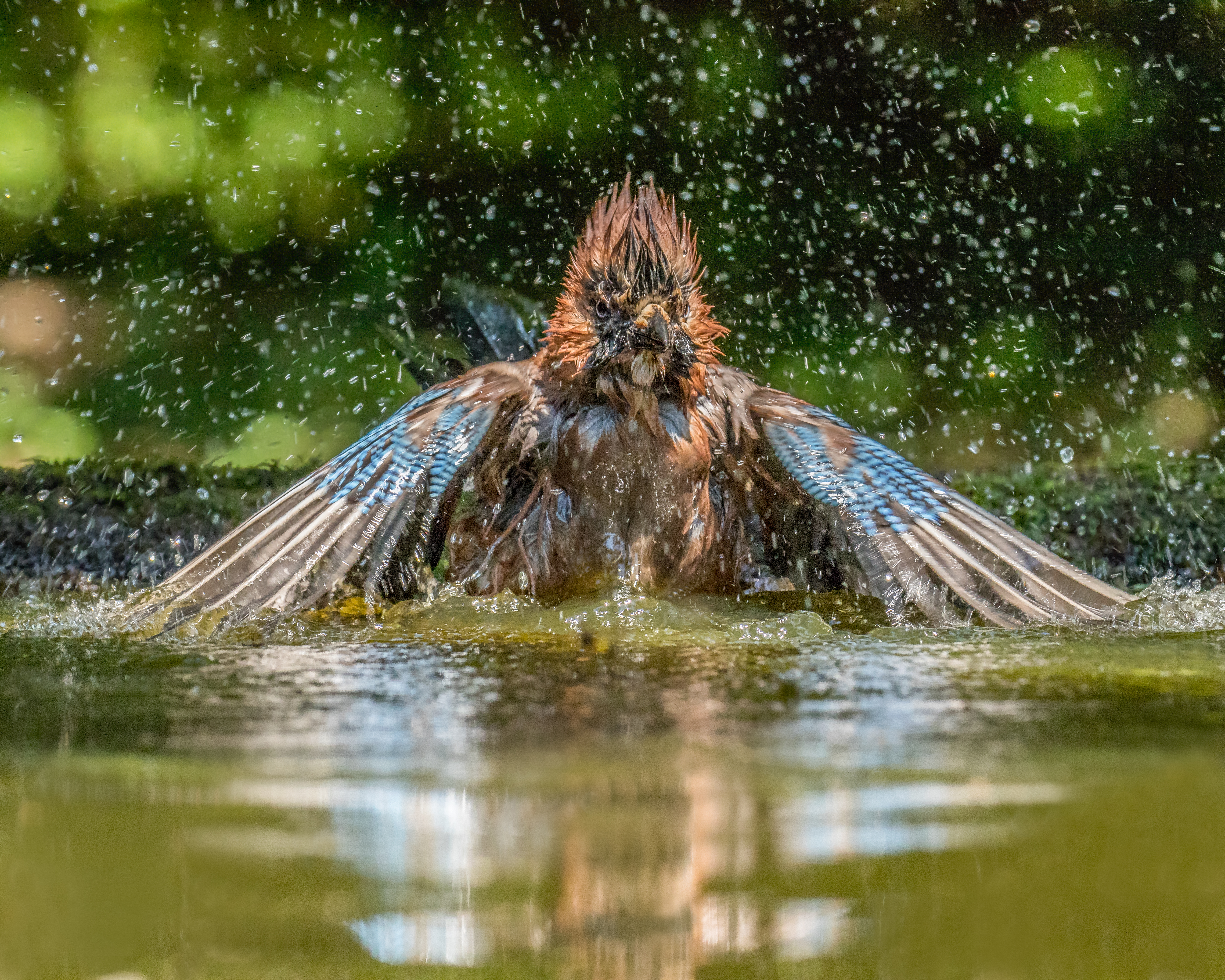 Bath Time! (28049630404)