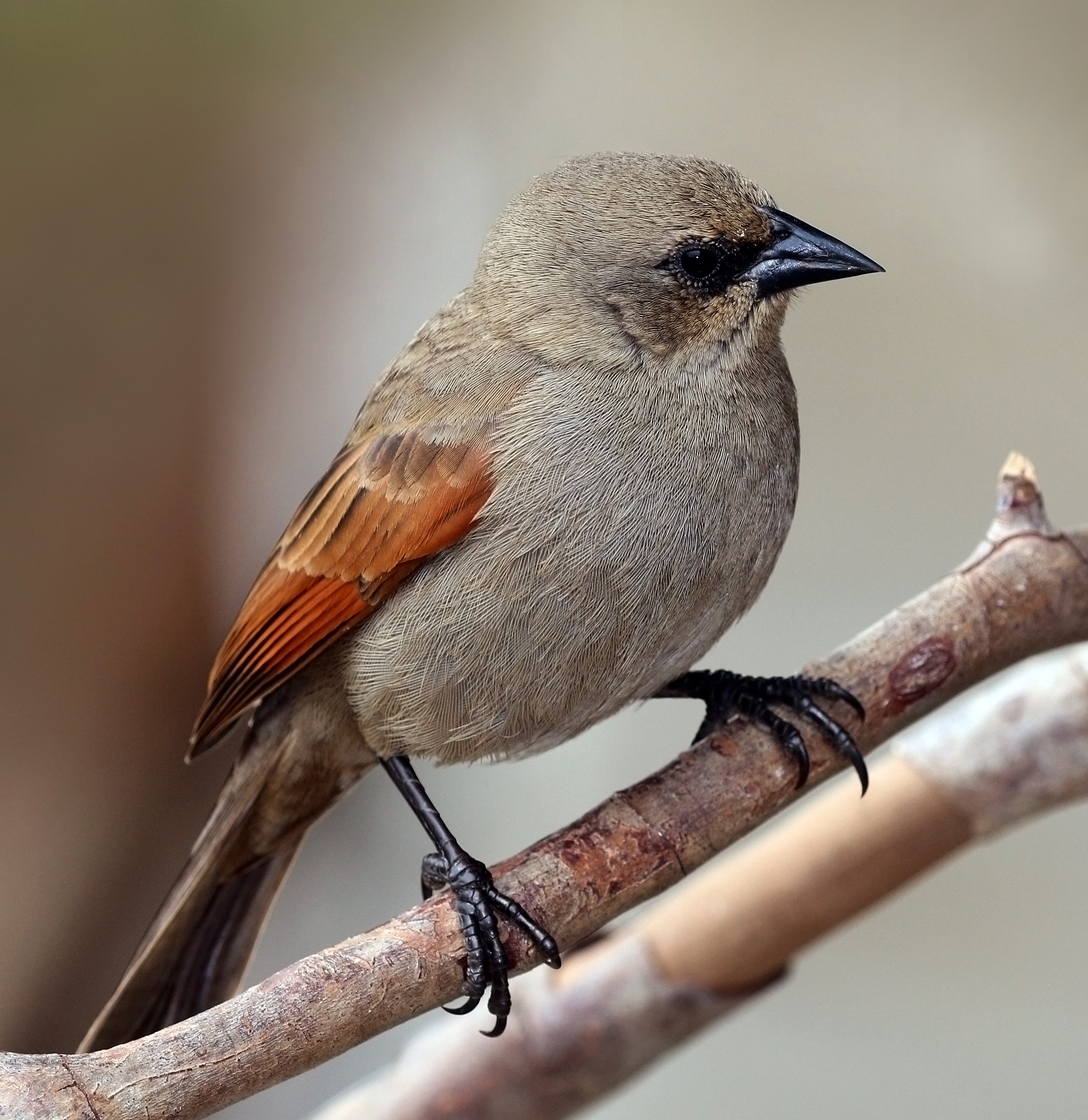 Baywing (Agelaioides badius)