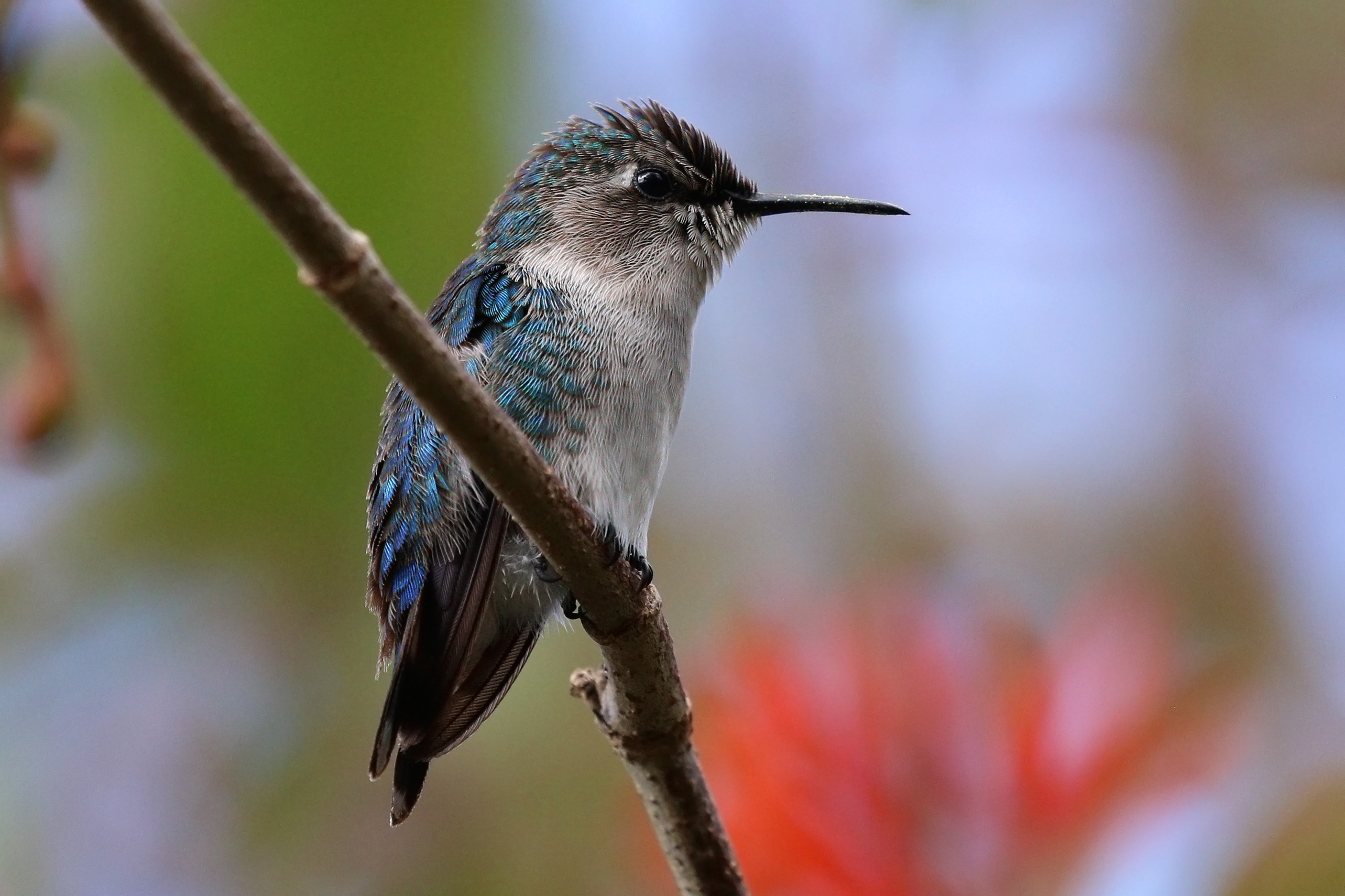 Bee hummingbird (Mellisuga helenae) immature male