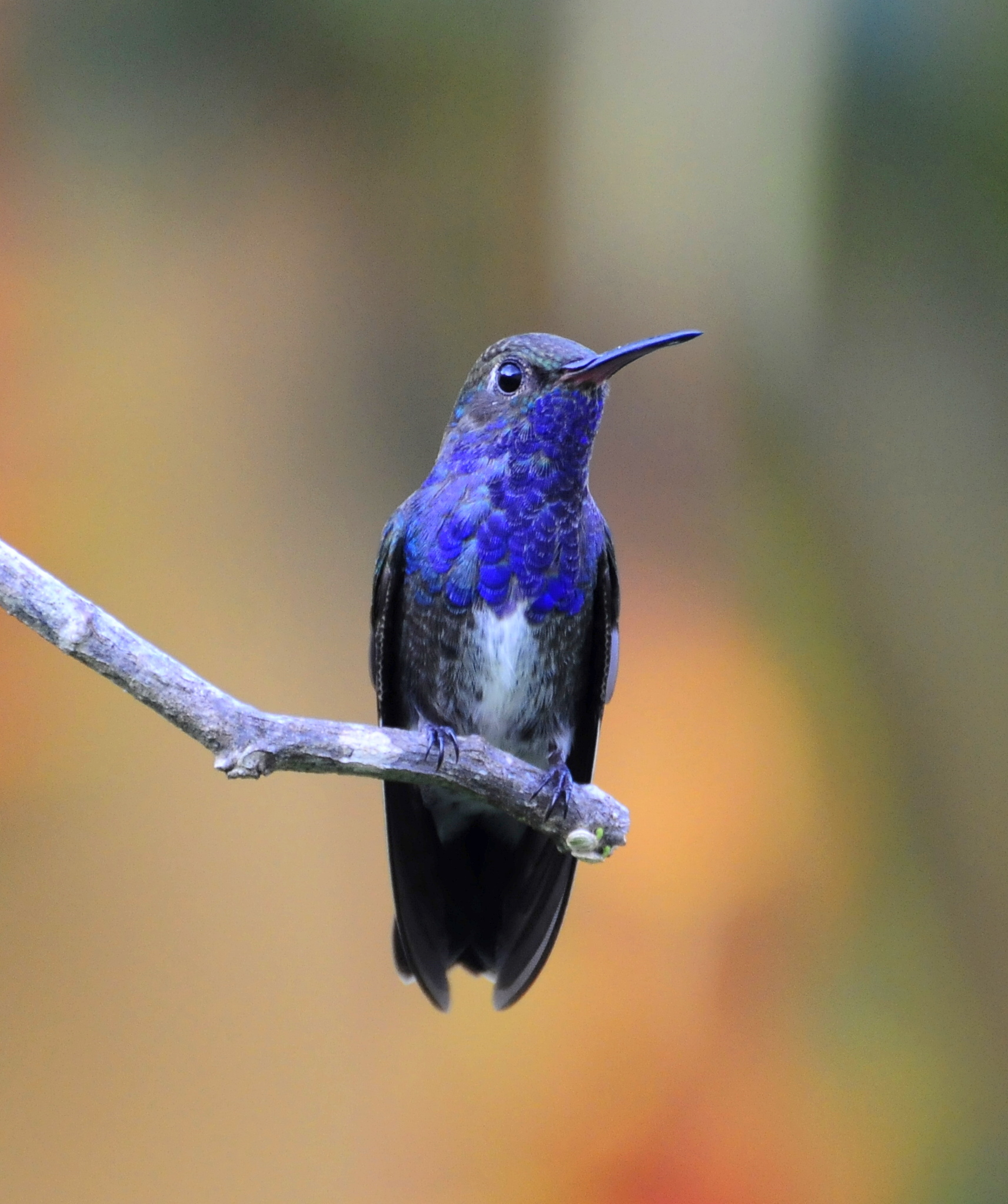 BEIJA-FLOR-DE-PEITO-AZUL (Amazilia lactea)