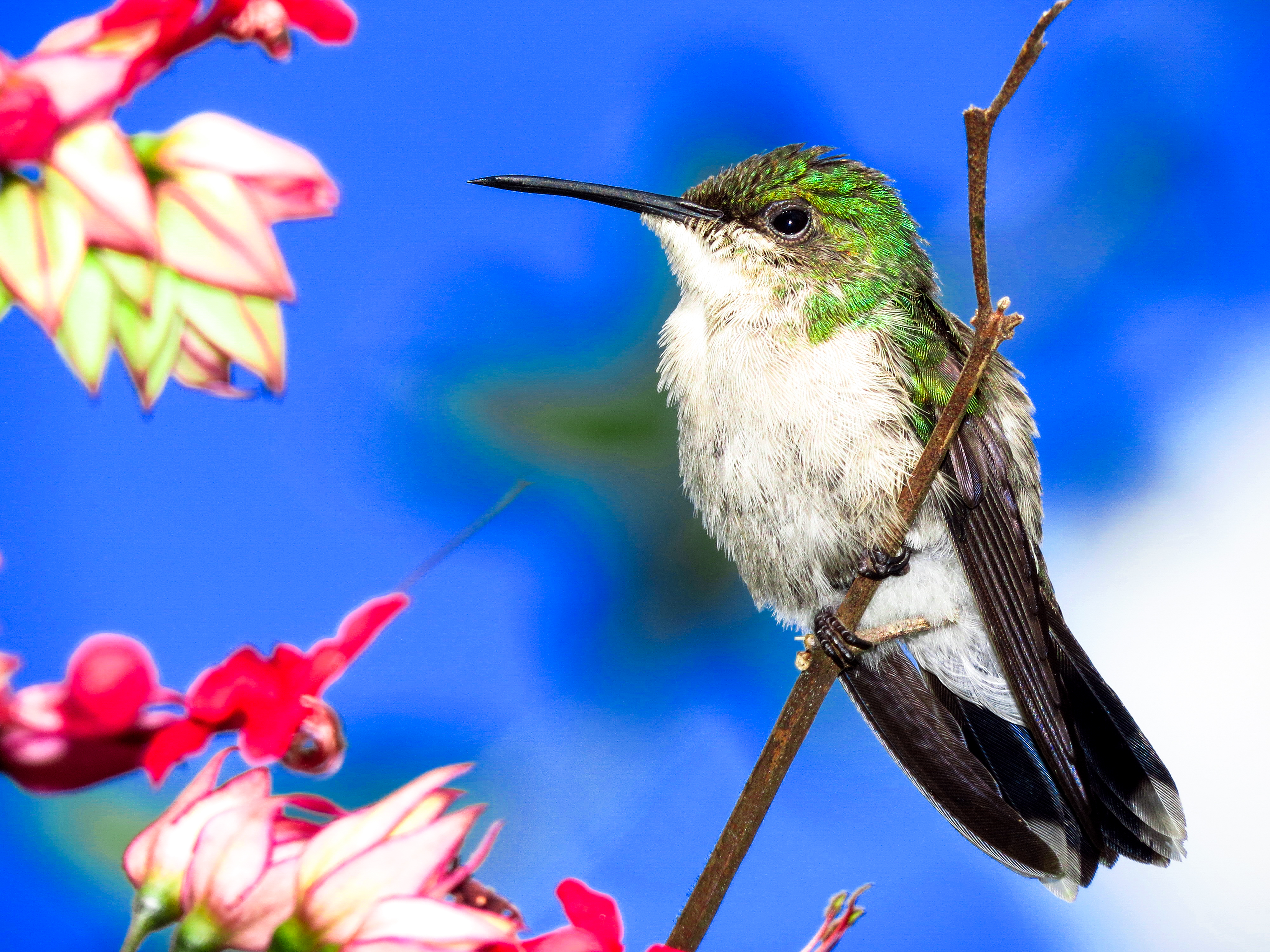 Beija Flor tesoura verde