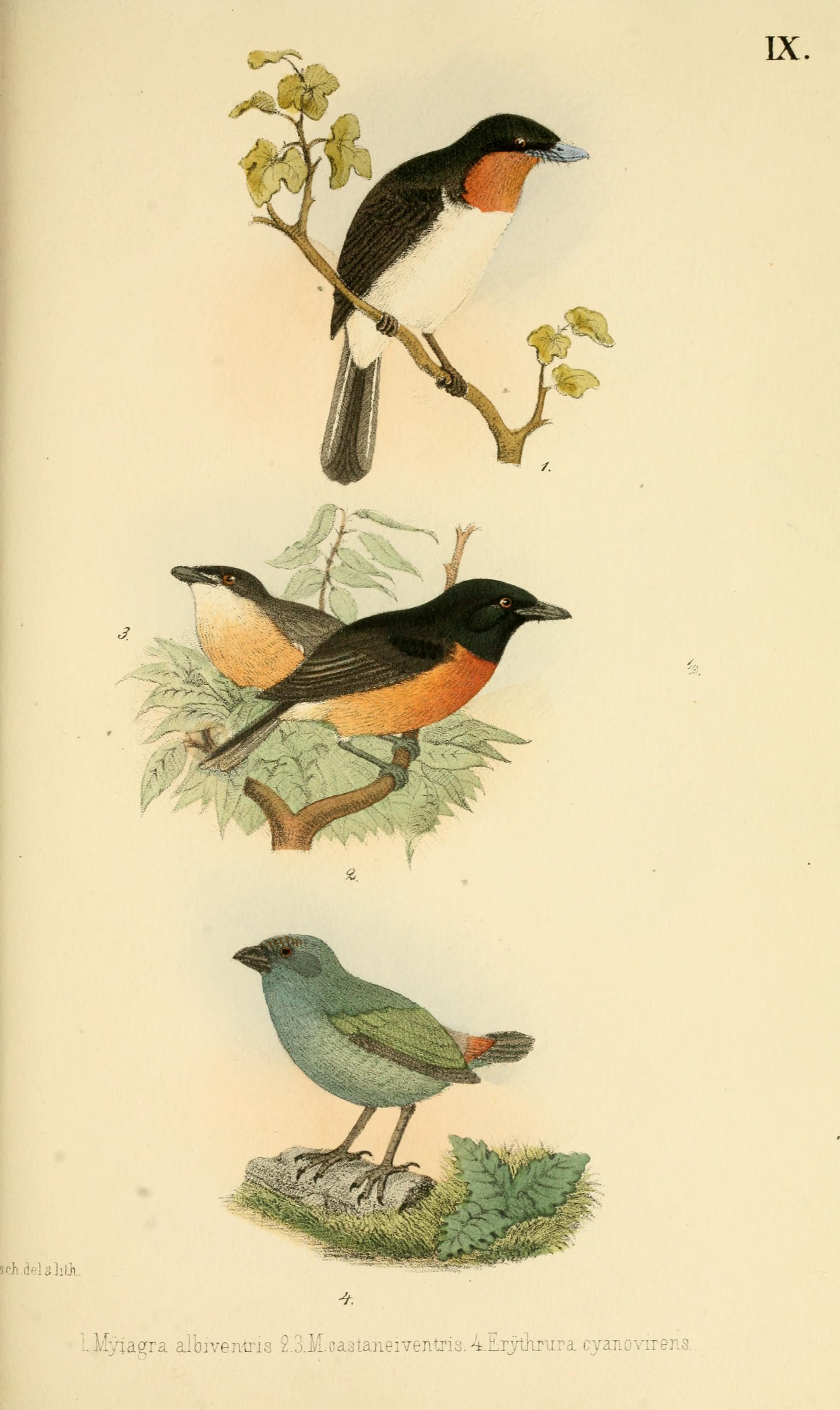 Beitrag zur fauna Centralpolynesiens. Ornithologie der Viti-, Samoa- und Tonga-inselnPl9