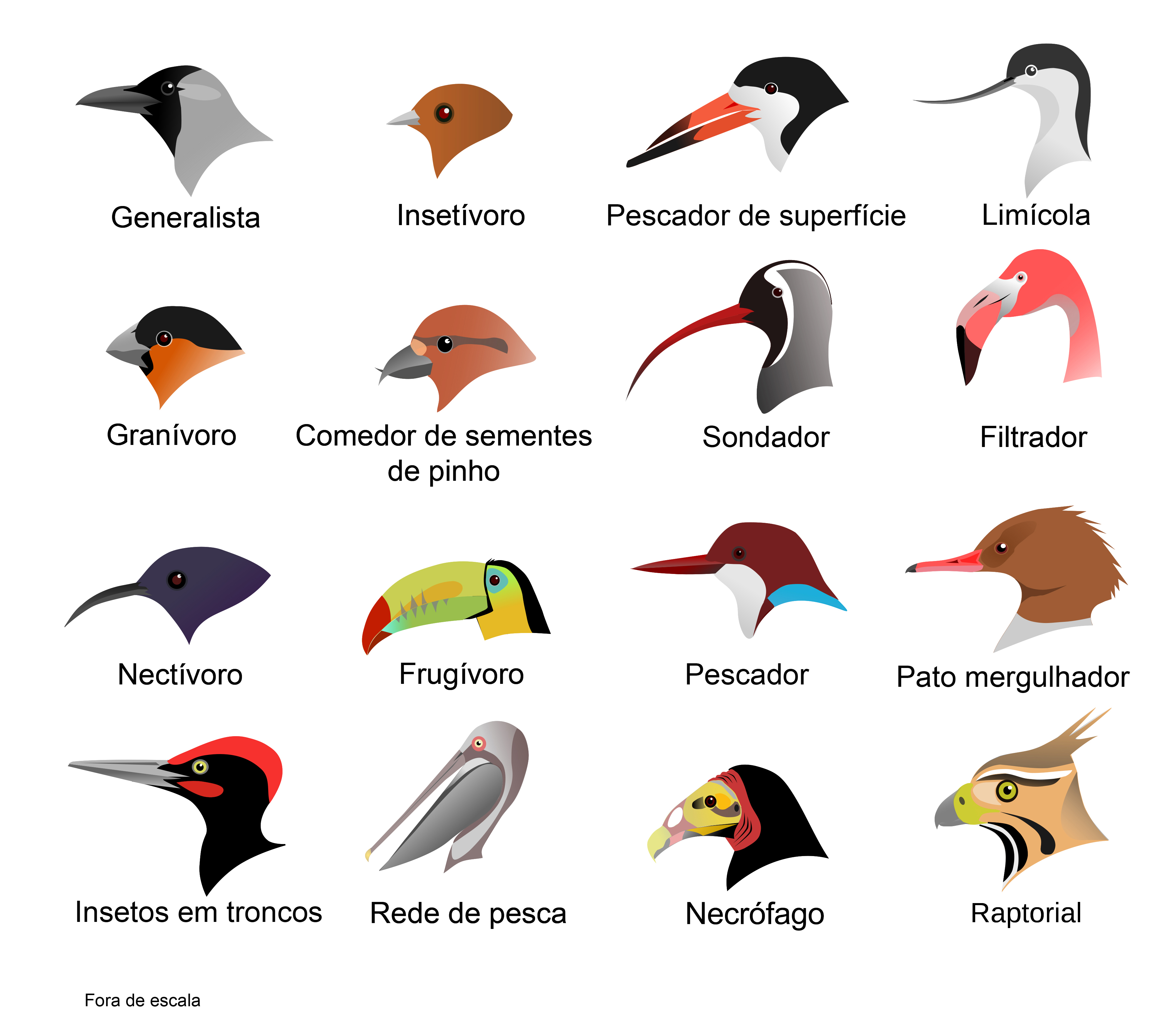 Bicos de aves horizontal
