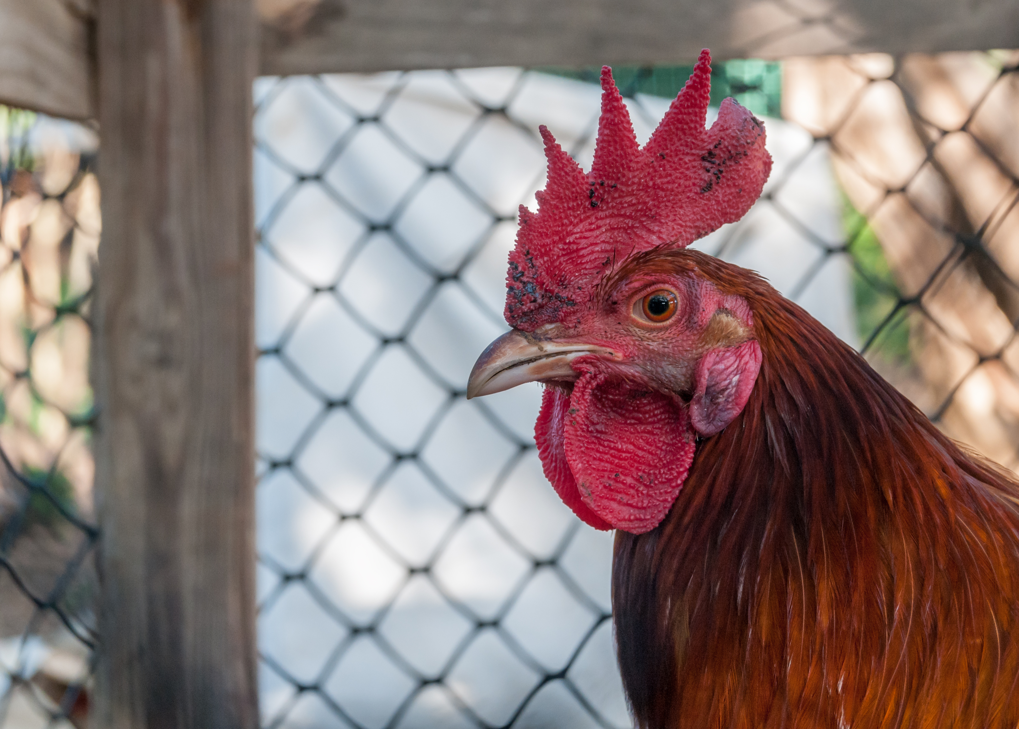 Big Cock in Margarita Island