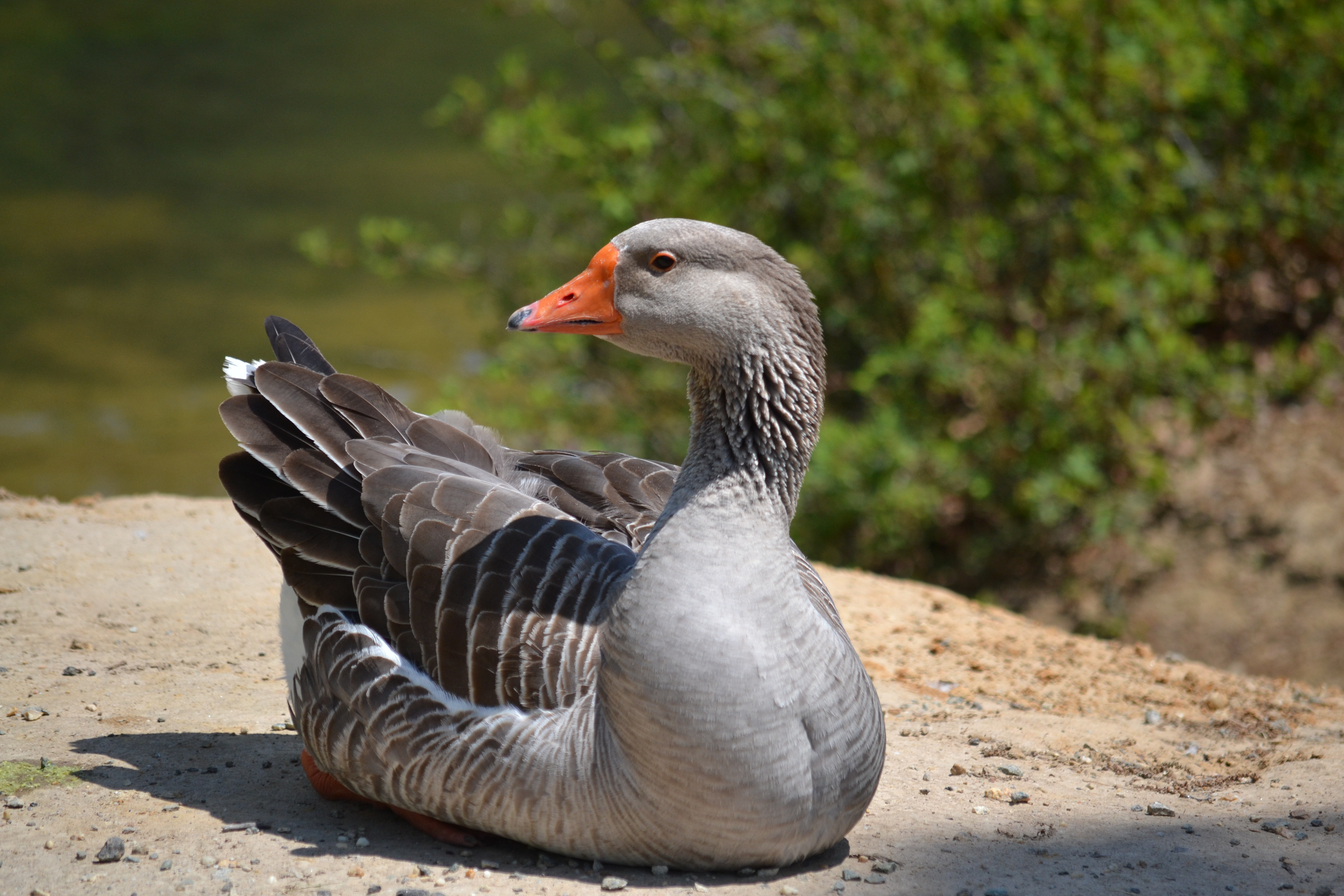 Big Goose (5697124559)