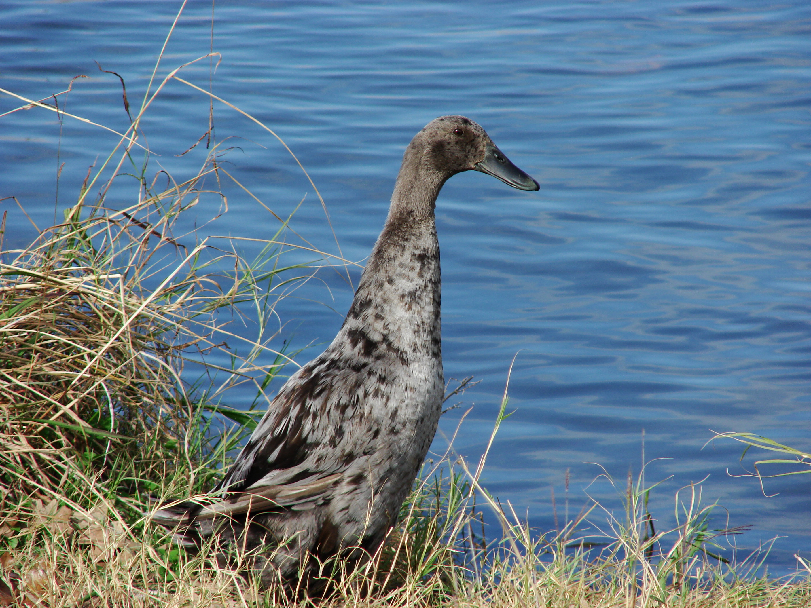 Bird-9639