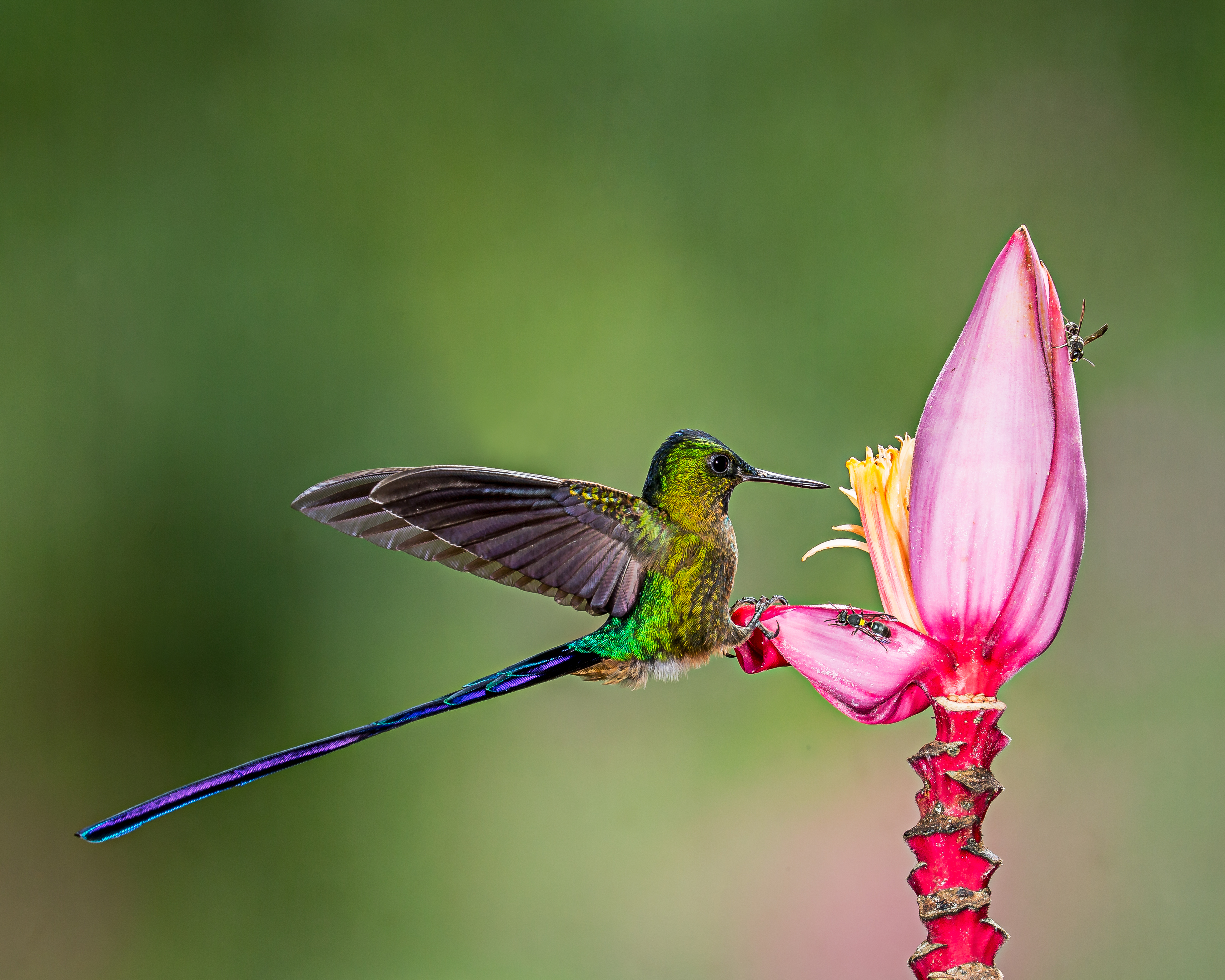 Bird, Bees and Banana Flower (30151198796)