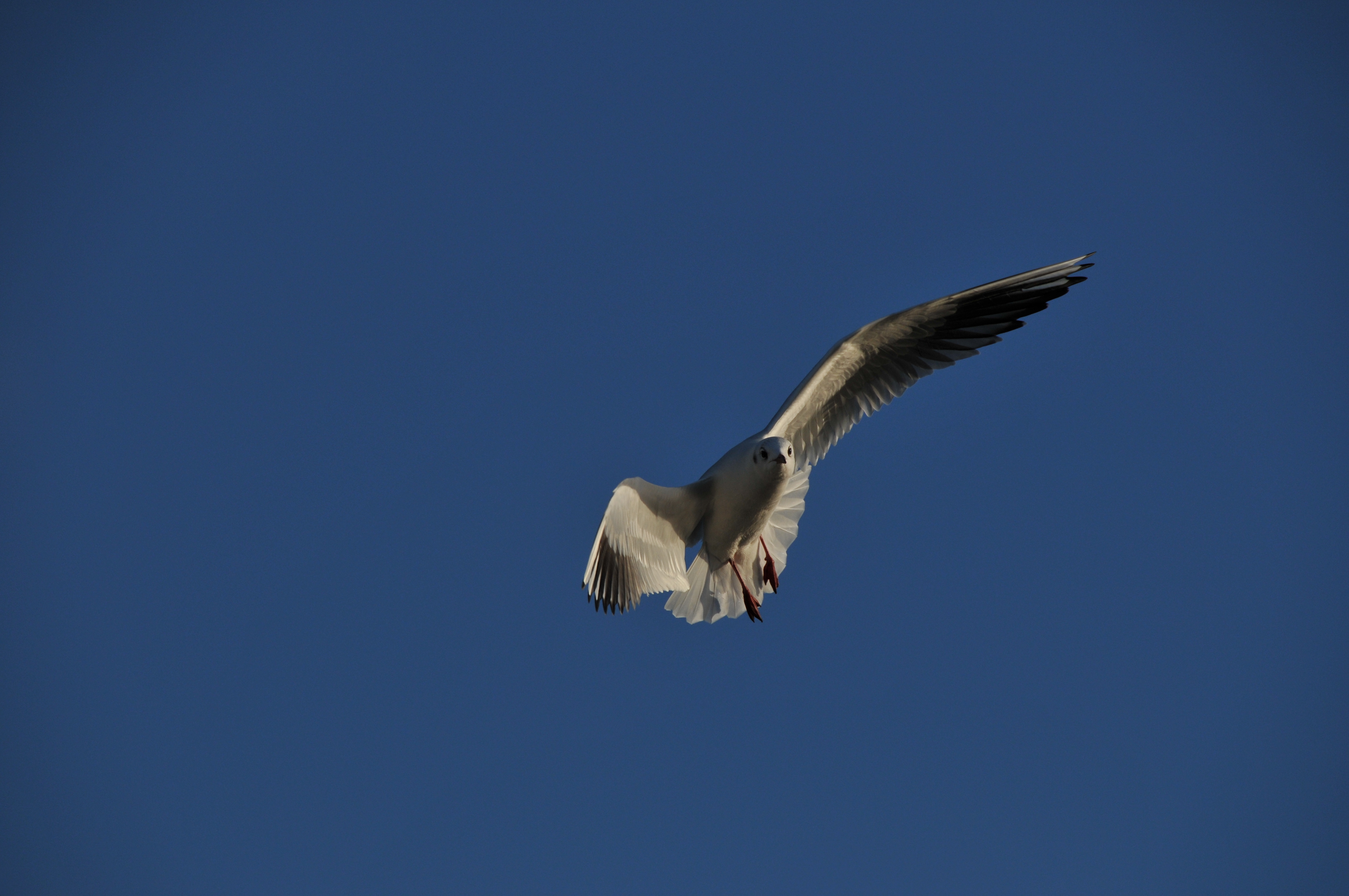 Bird in the sky (3278863843)