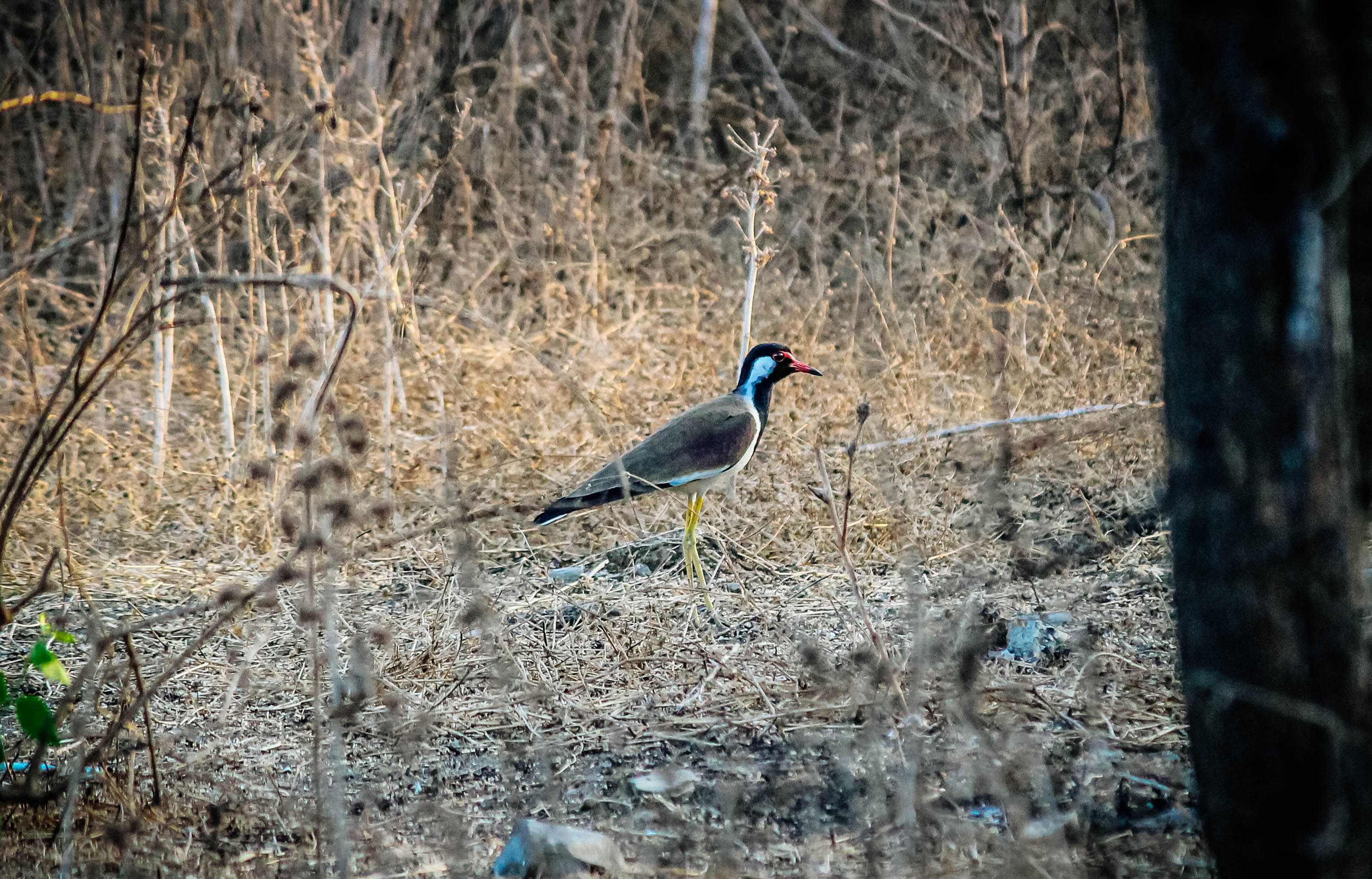 Bird looking