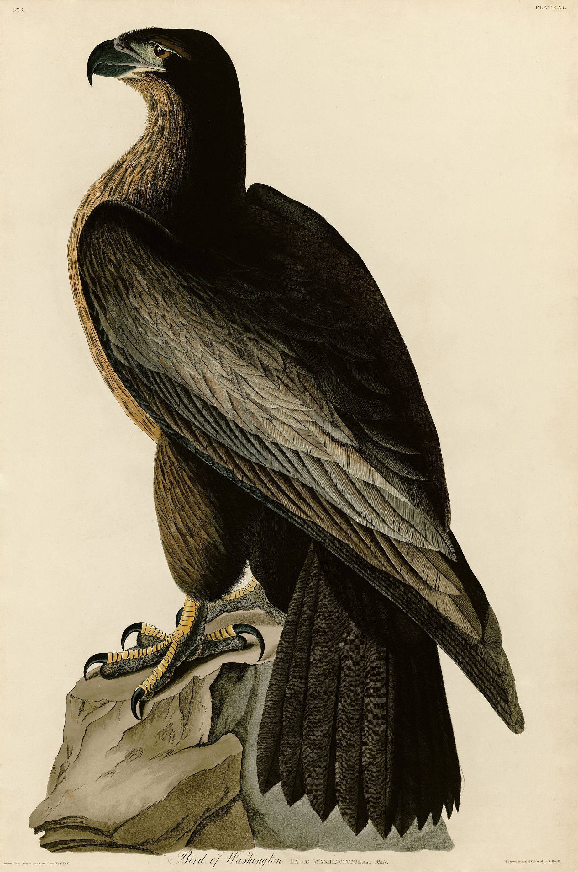Bird of Washington (Audubon)