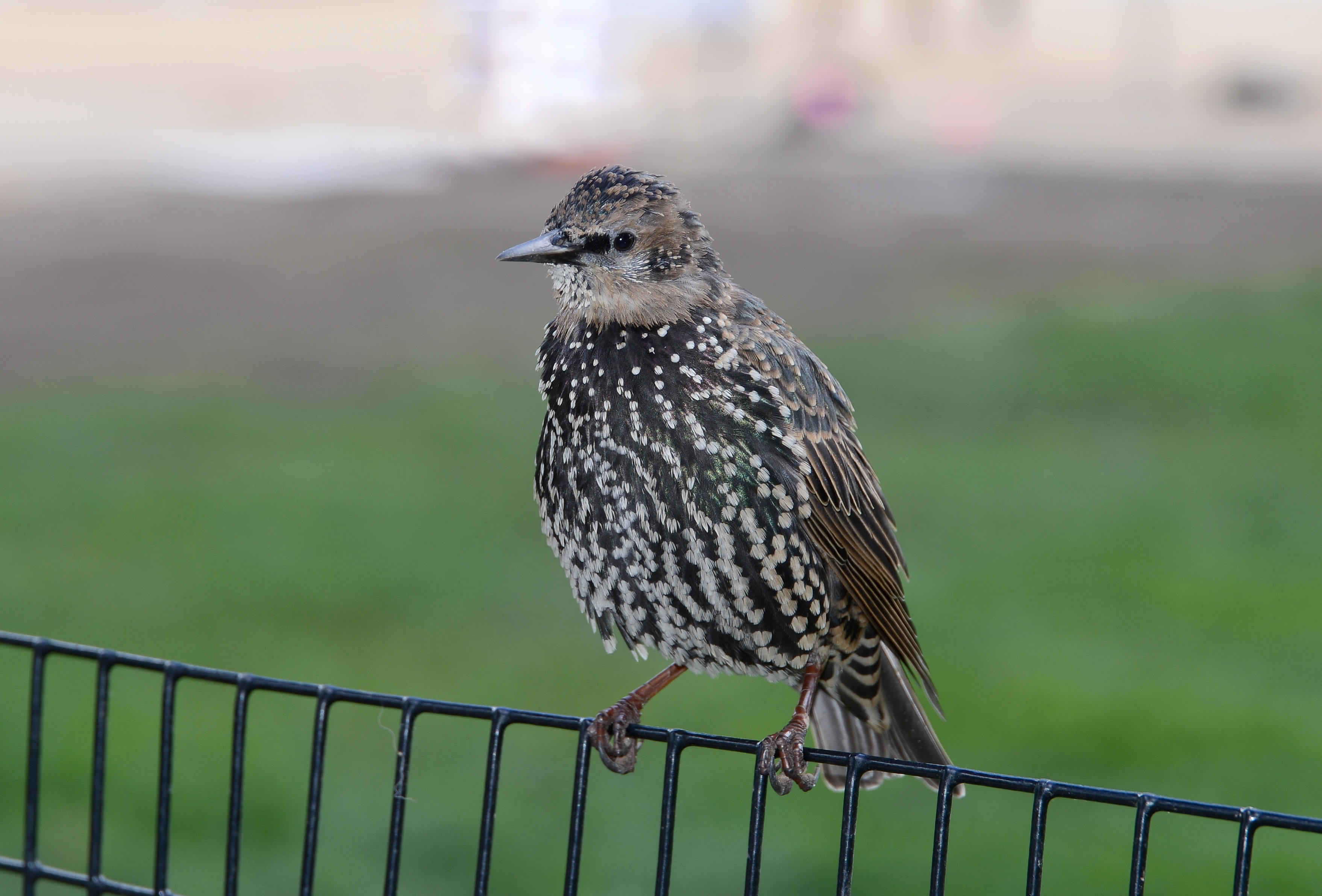 Bird Washington October 2016-1