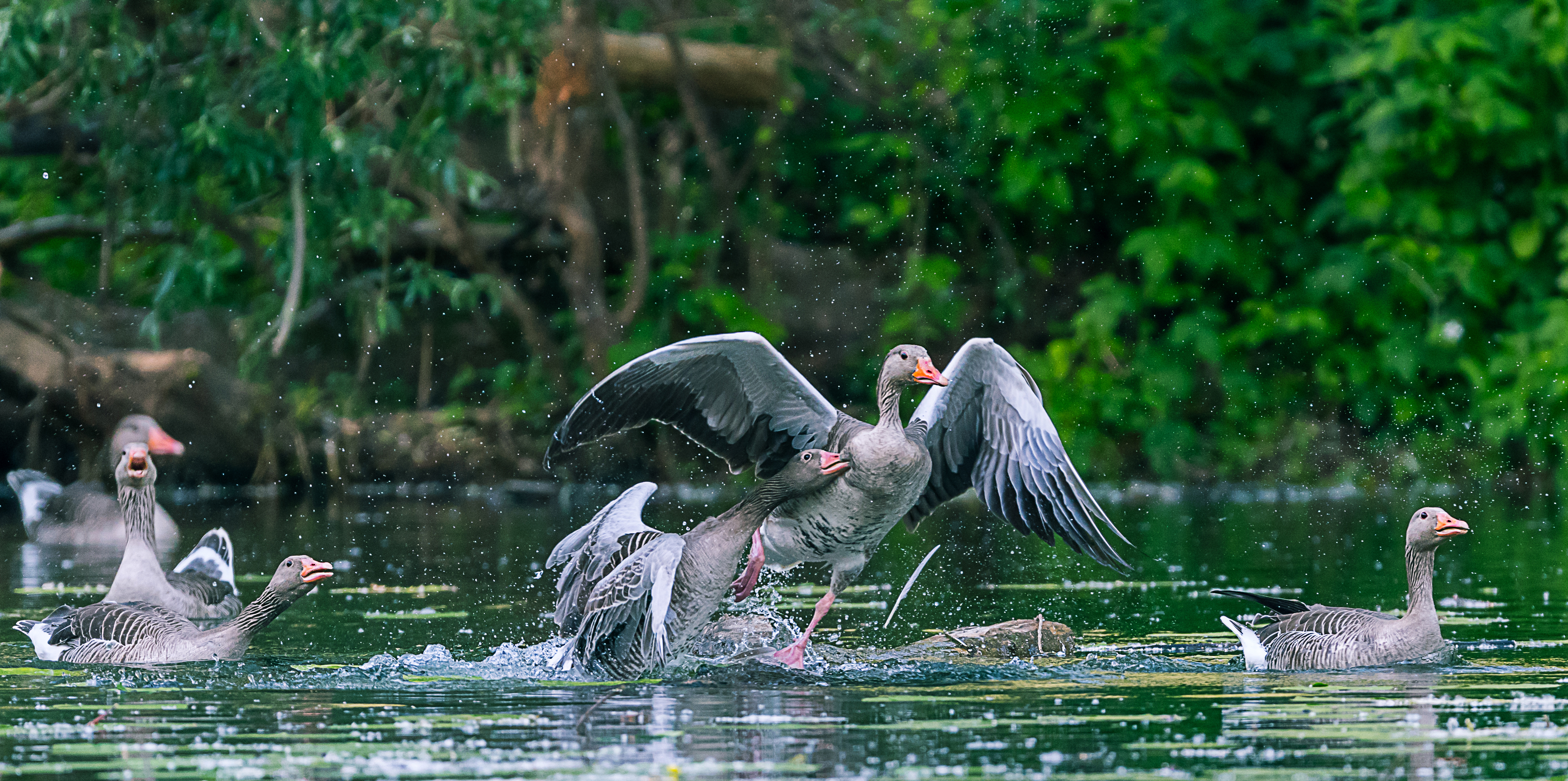 Birdfight