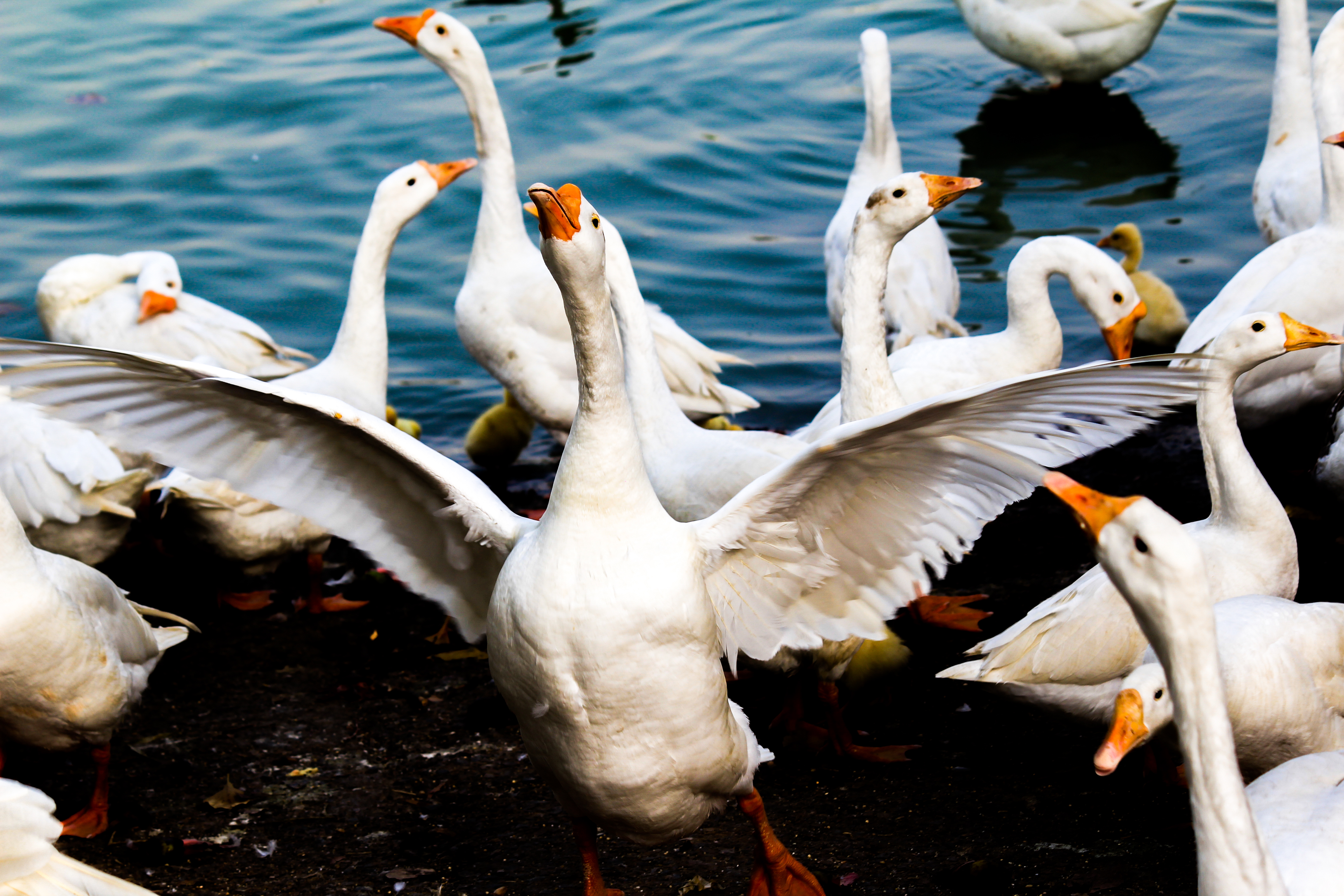 Birds in pond