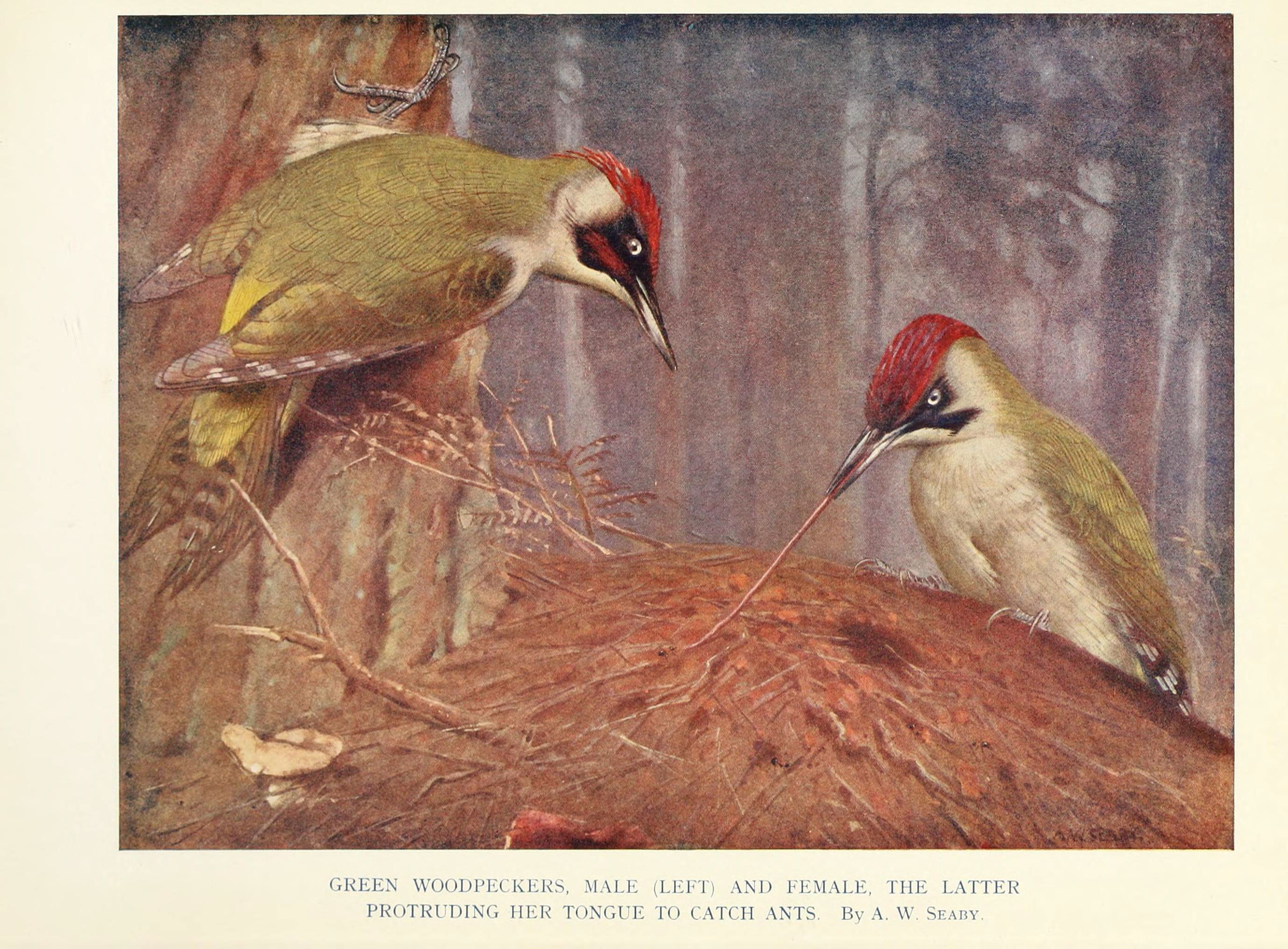 Birds through the year (6026042034)