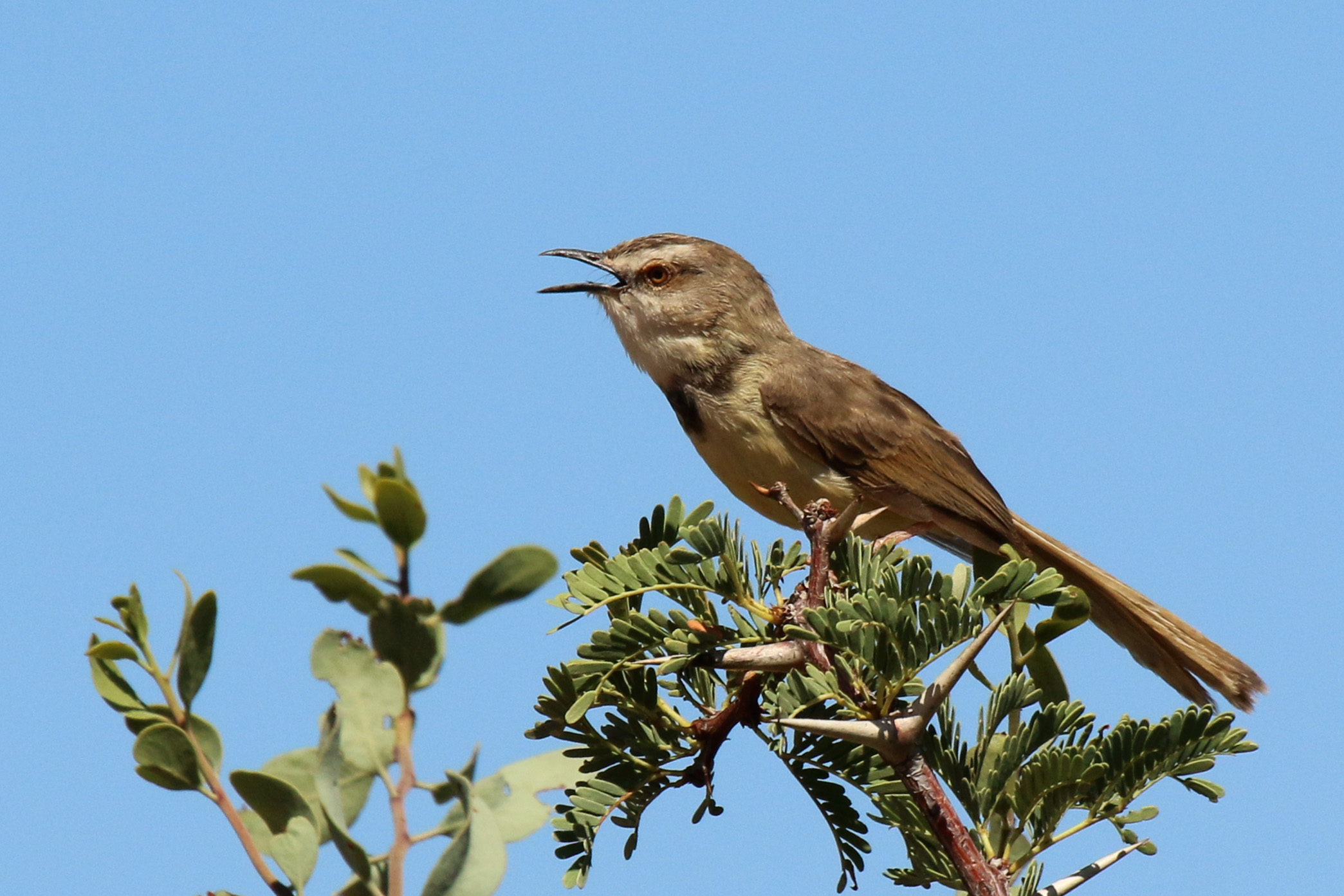 Black-chested prinia (Prinia flavicans) breeding female
