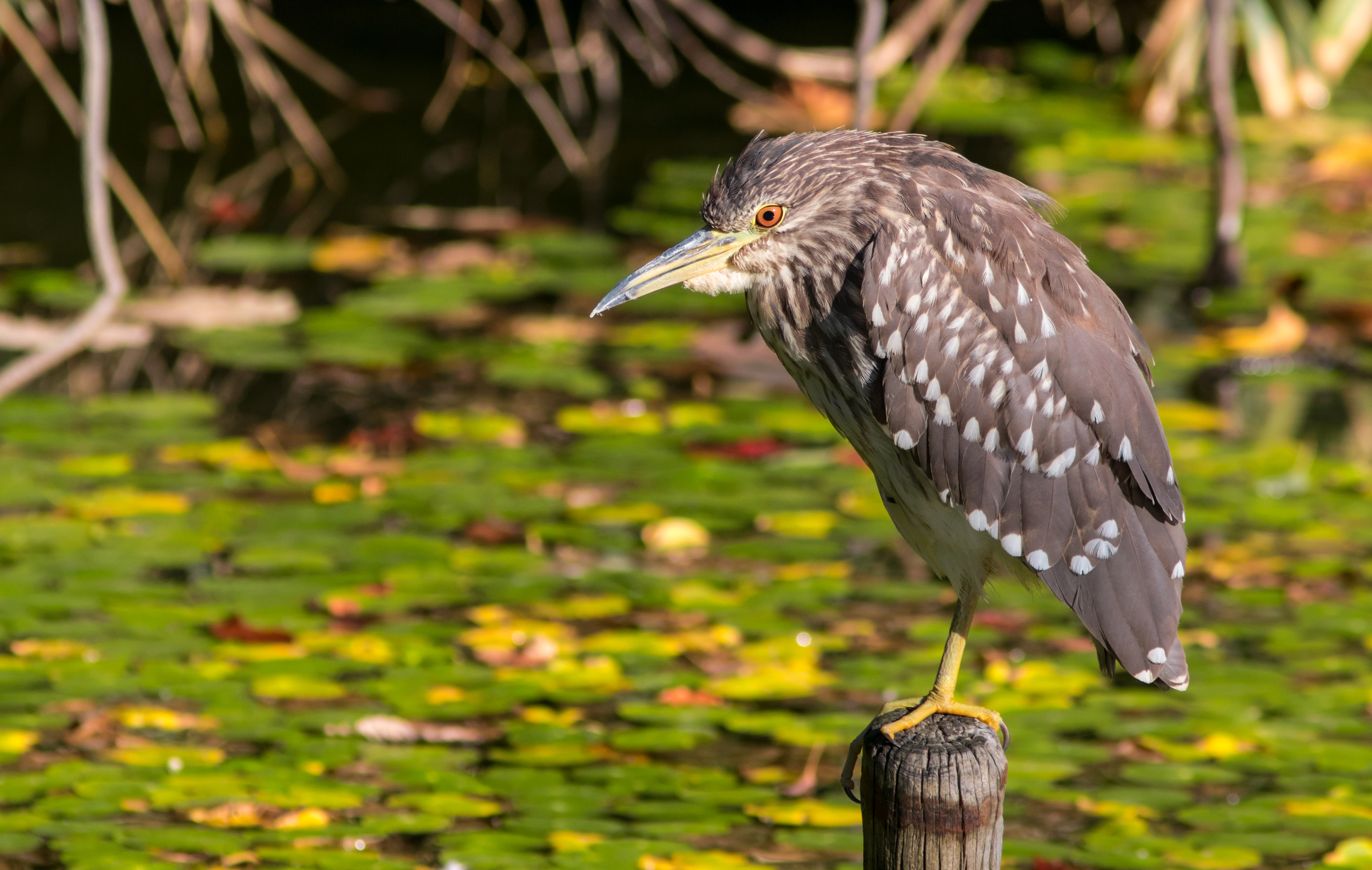 Black-crowned night heron (young bird), October 2015, Osaka
