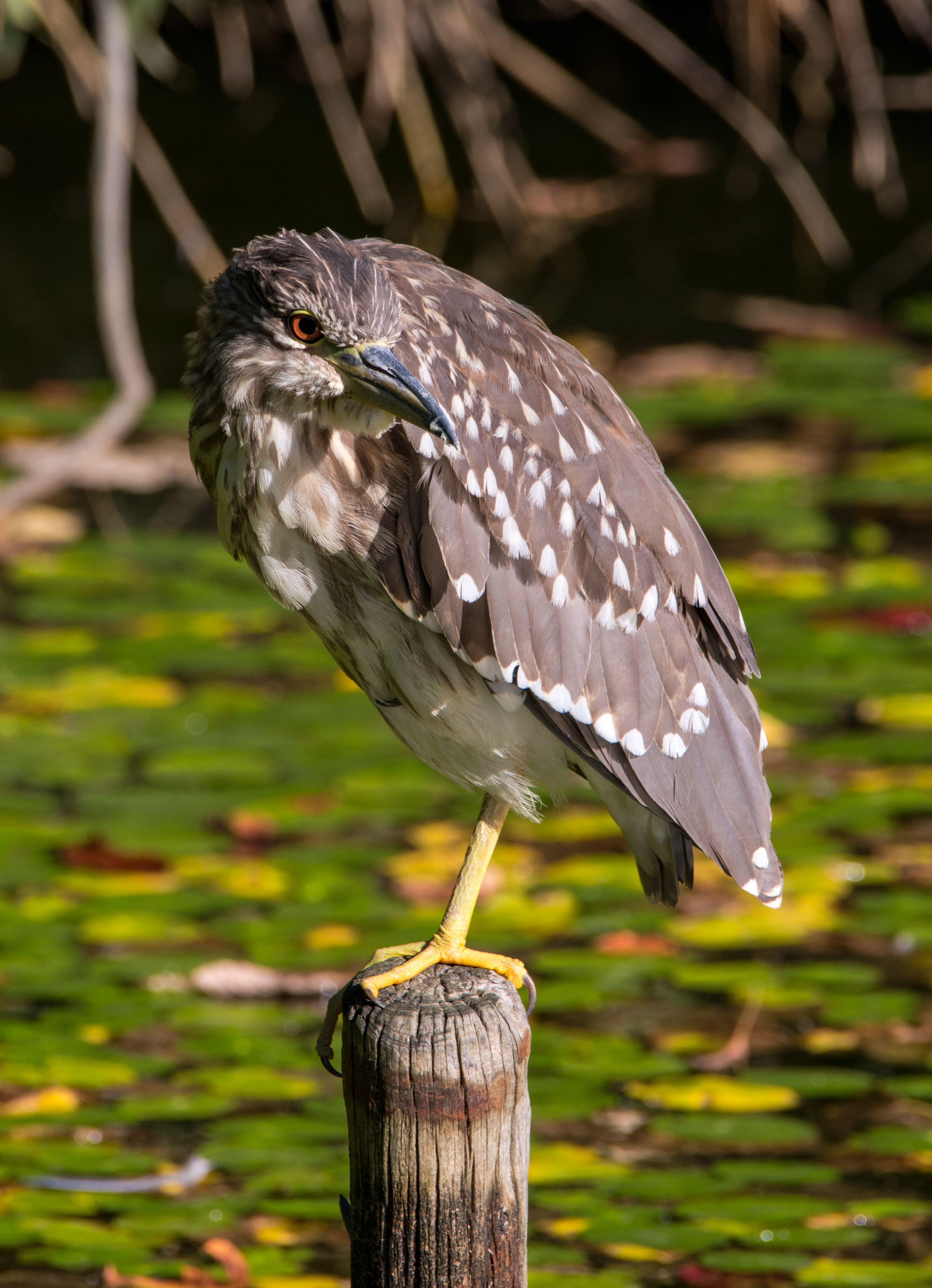 Black-crowned night heron (young bird), October 2015, Osaka II