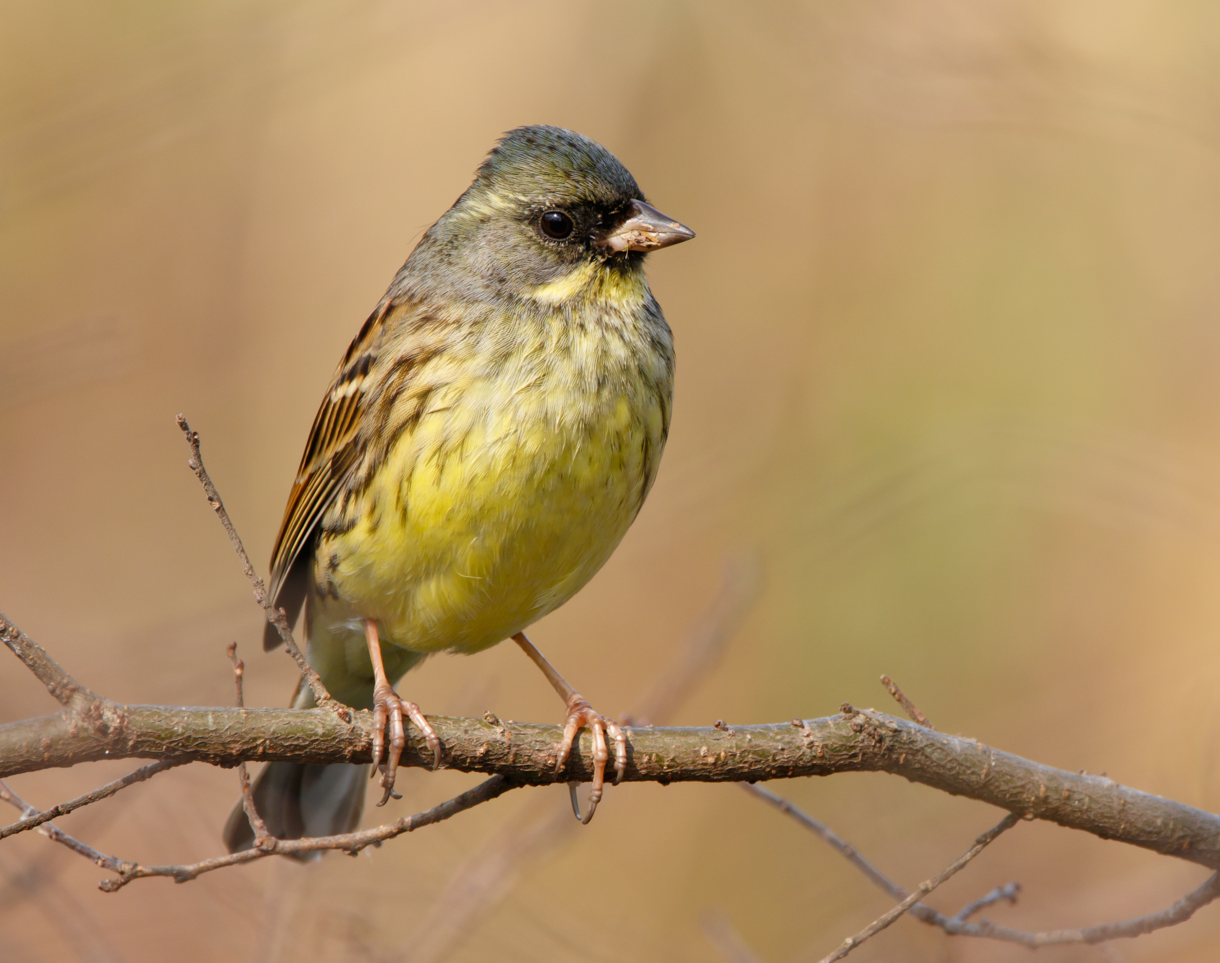 Black-faced bunting in Sakai, Osaka, February 2016