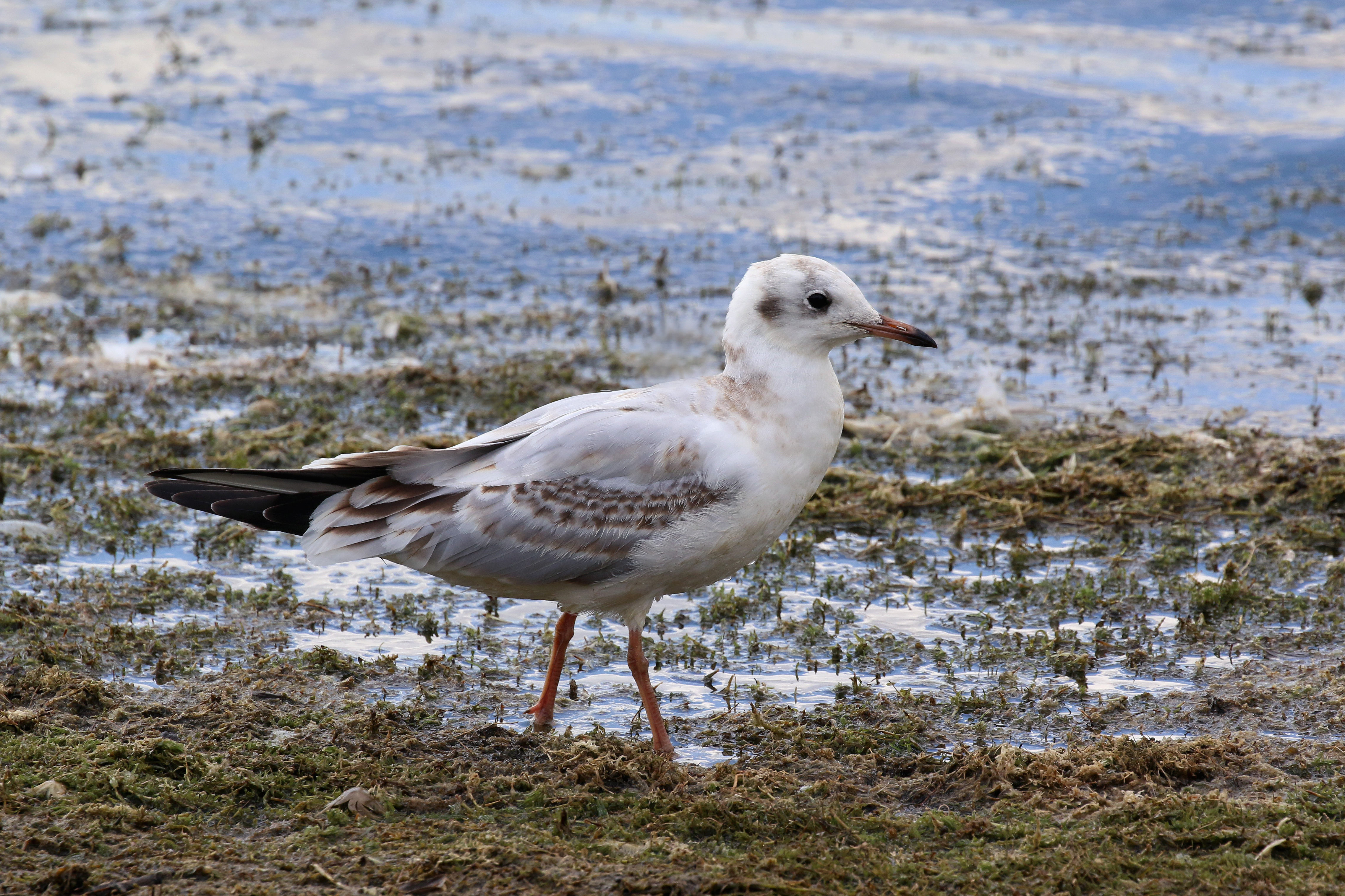 Black-headed gull (Chroicocephalus ridibundus) juvenile Standlake