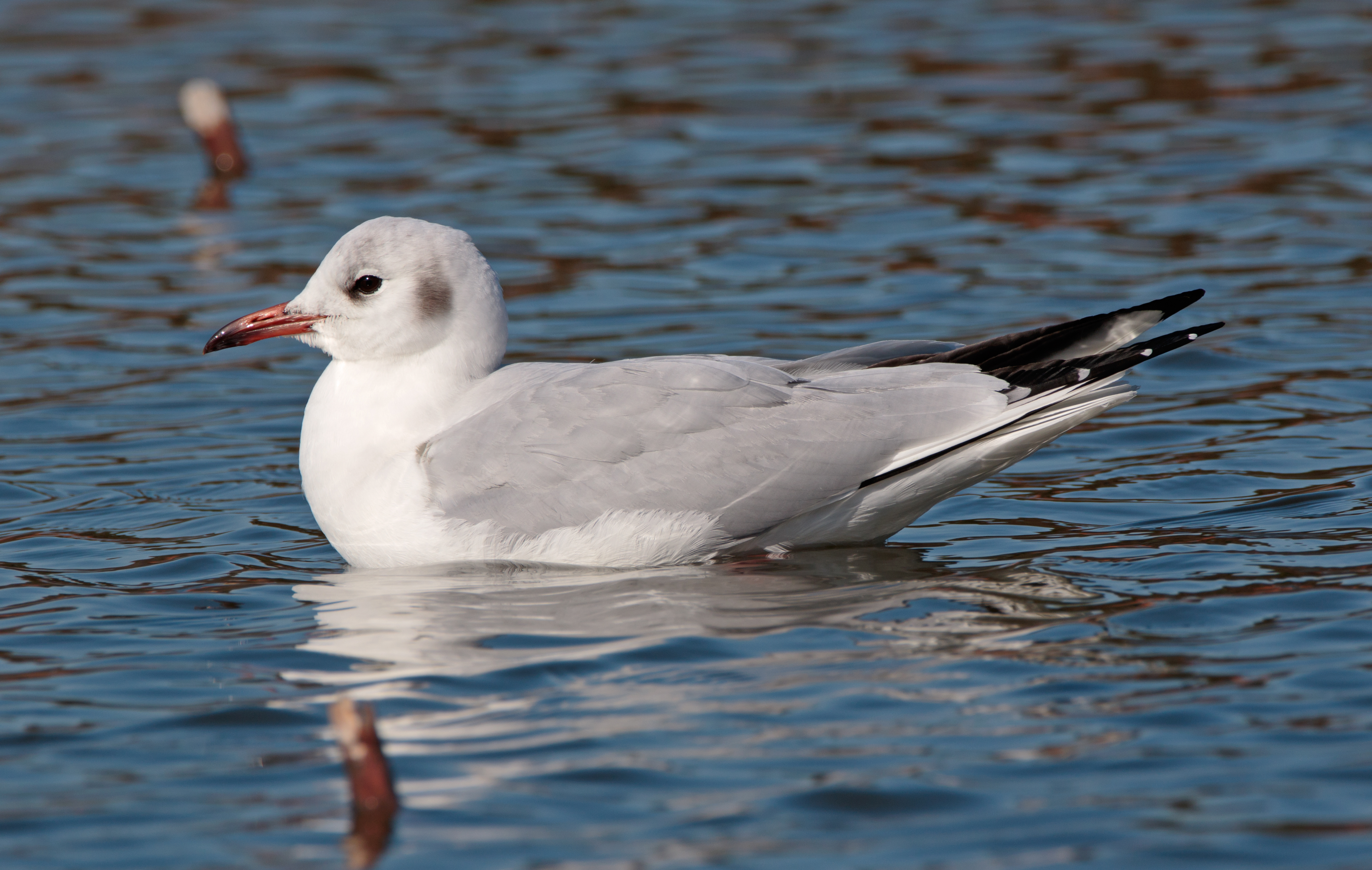 Black-headed gull in Sakai, Osaka, February 2016