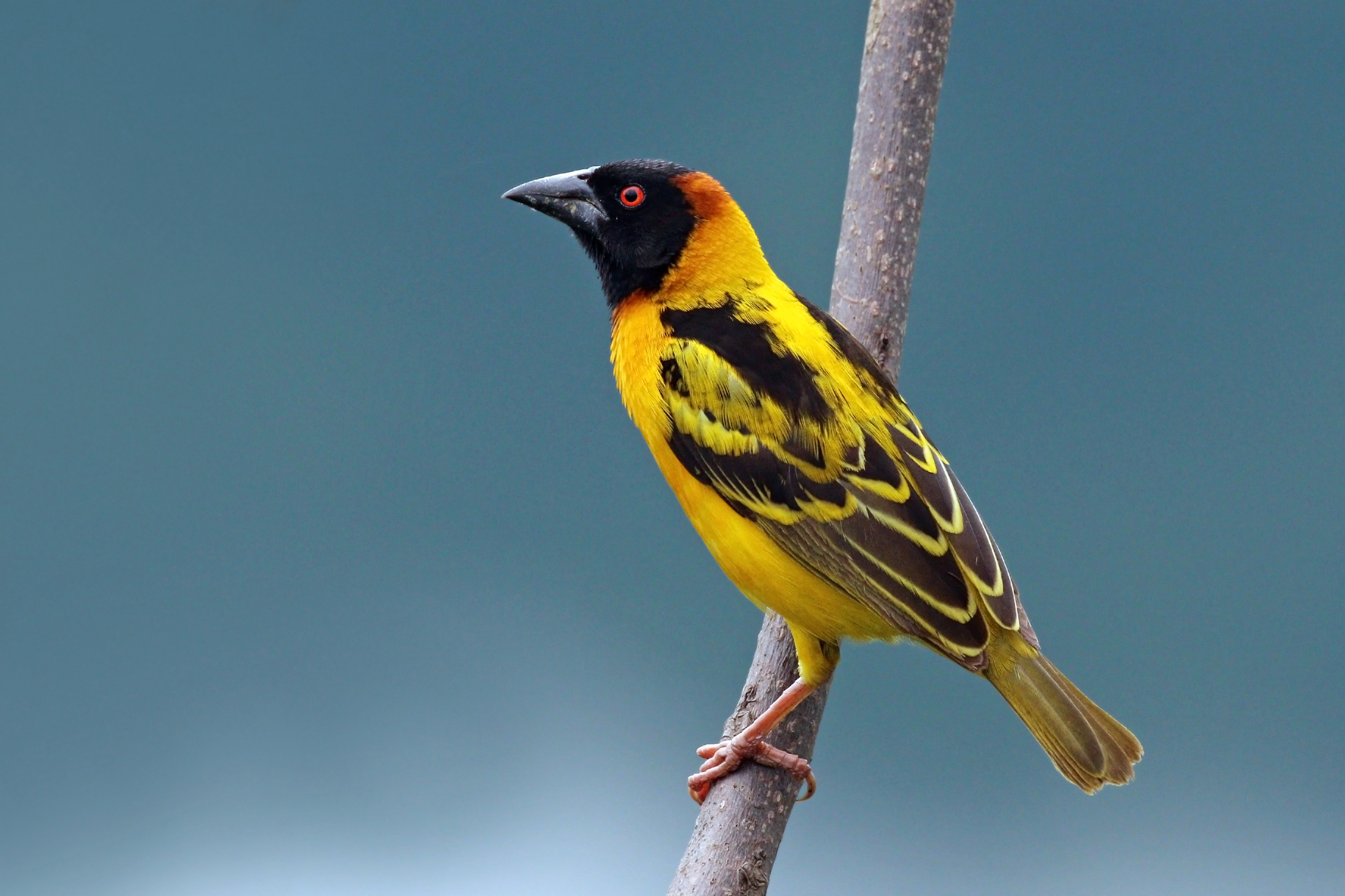 Black-headed weaver (Ploceus cucullatus bohndorffi) male