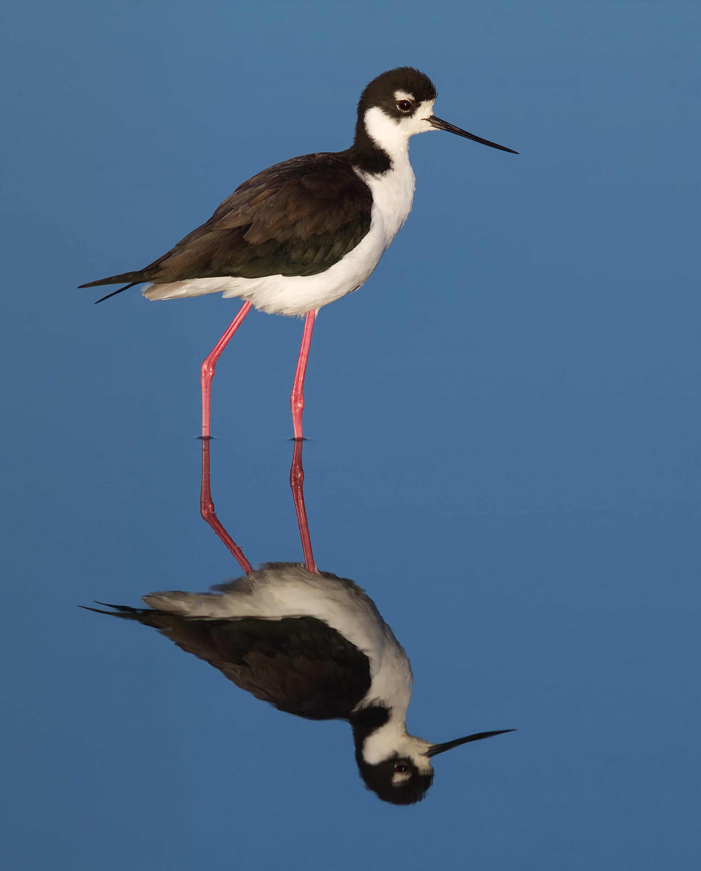 Black-necked Stilt (Himantopus mexicanus), Corte Madera