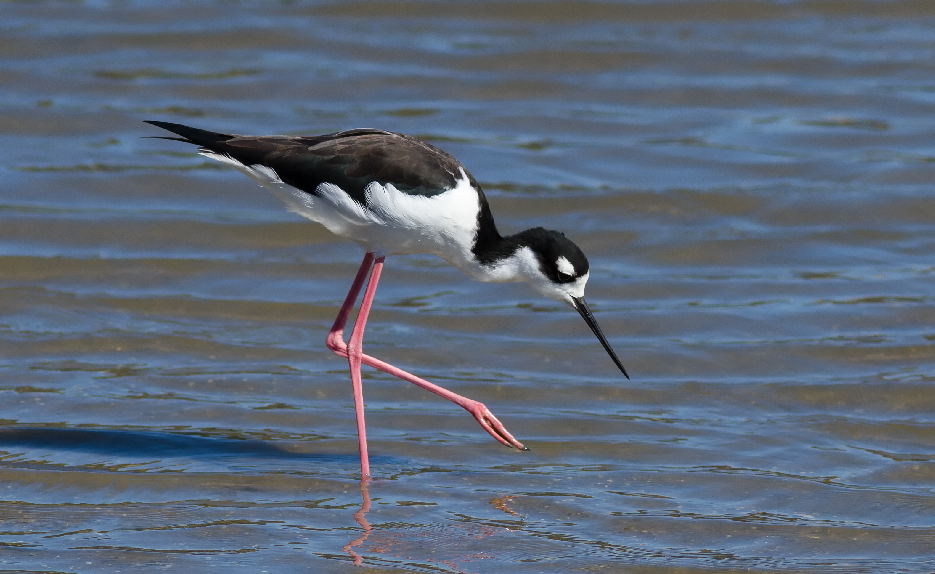 Black-necked stilt (Himantopus mexicanus) at Richardson Bay