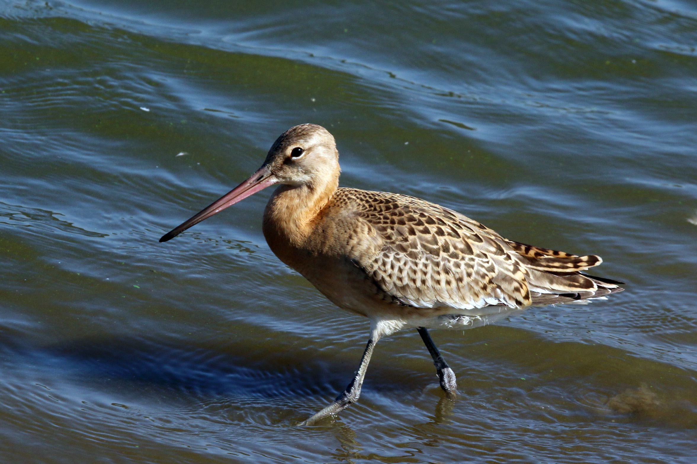 Black-tailed godwit (limosa limosa)