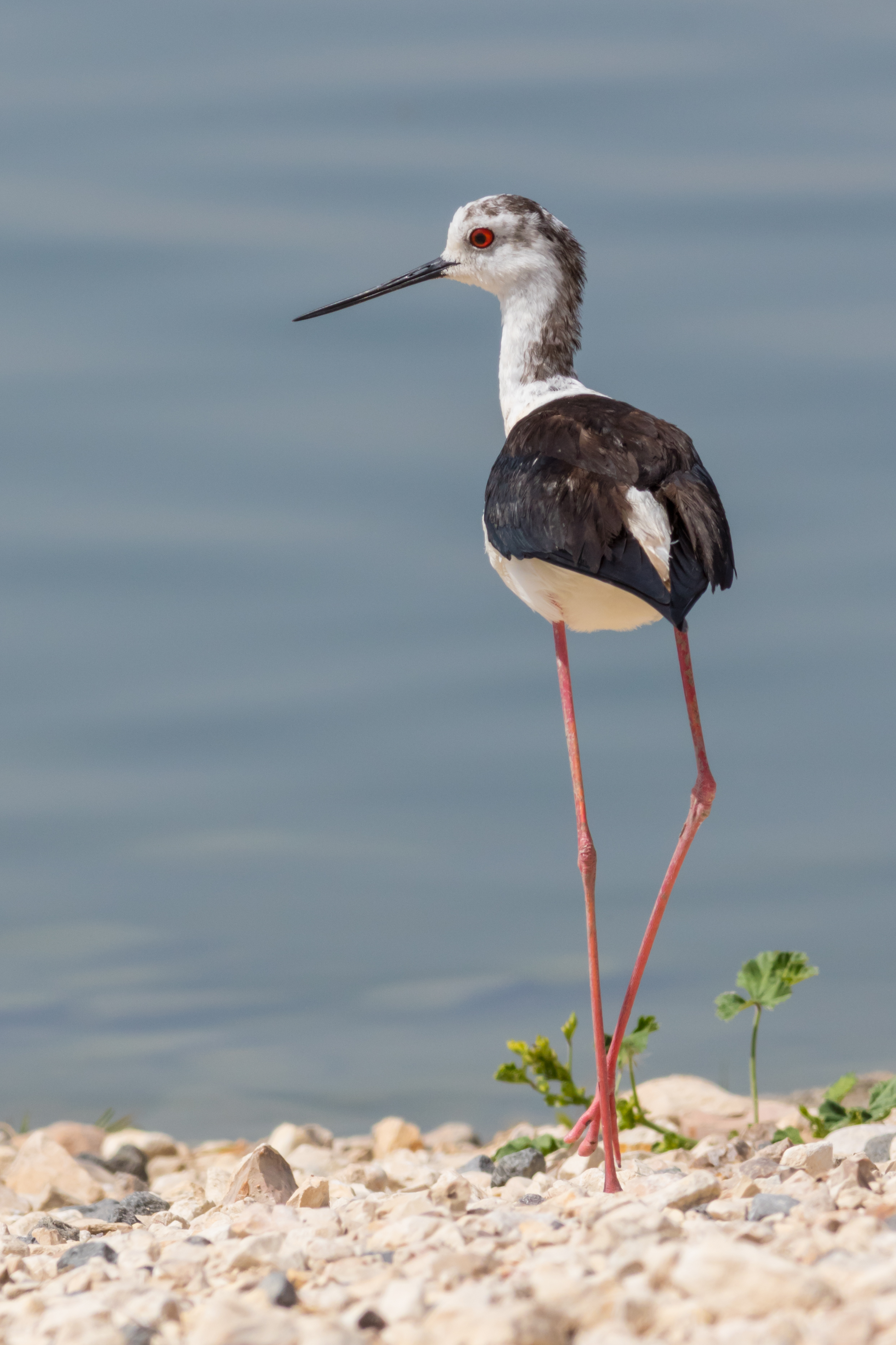 Black-winged stilt