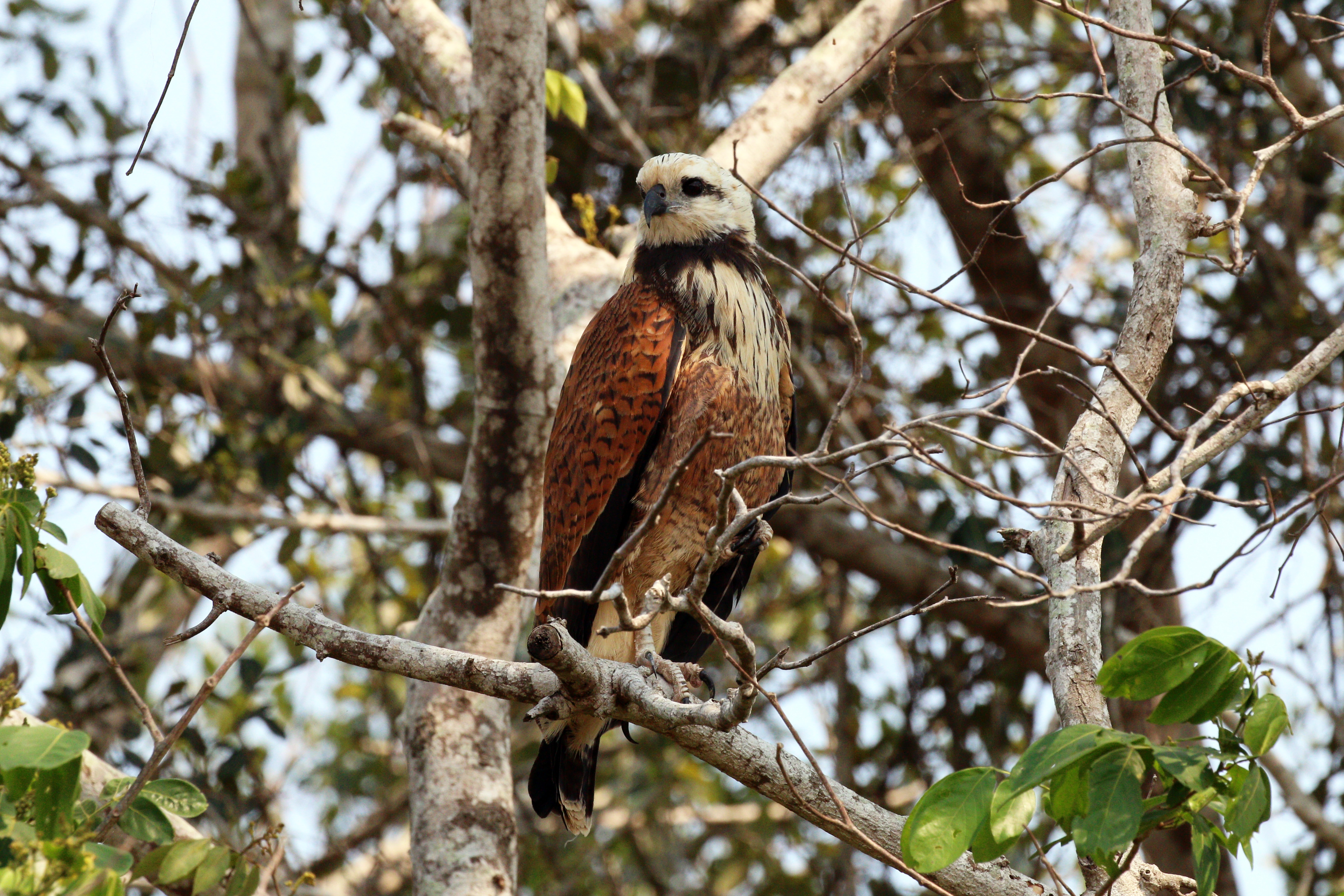 Black-collared hawk (Busarellus nigricollis) immature