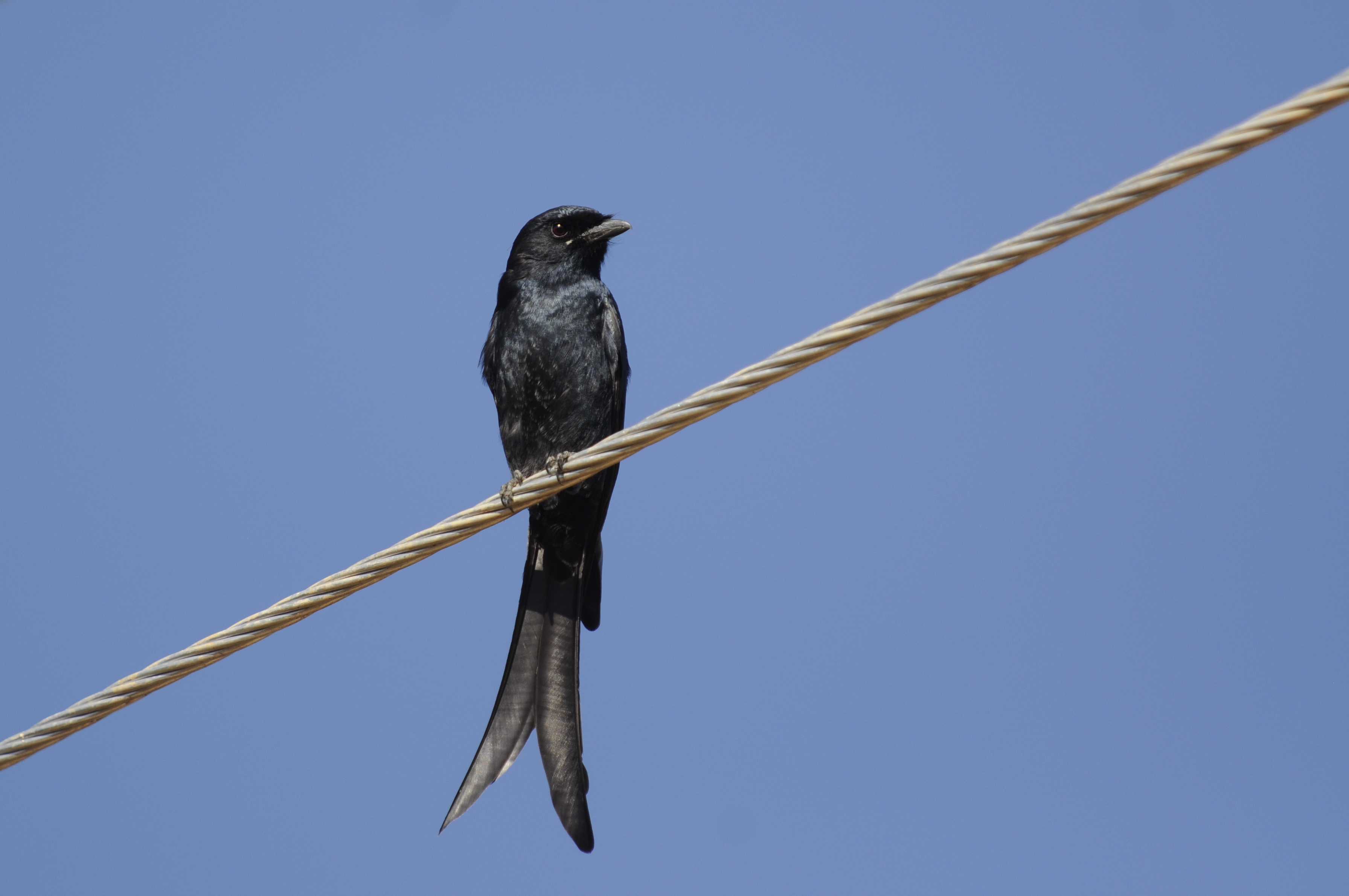 Black Drongo DSC9885