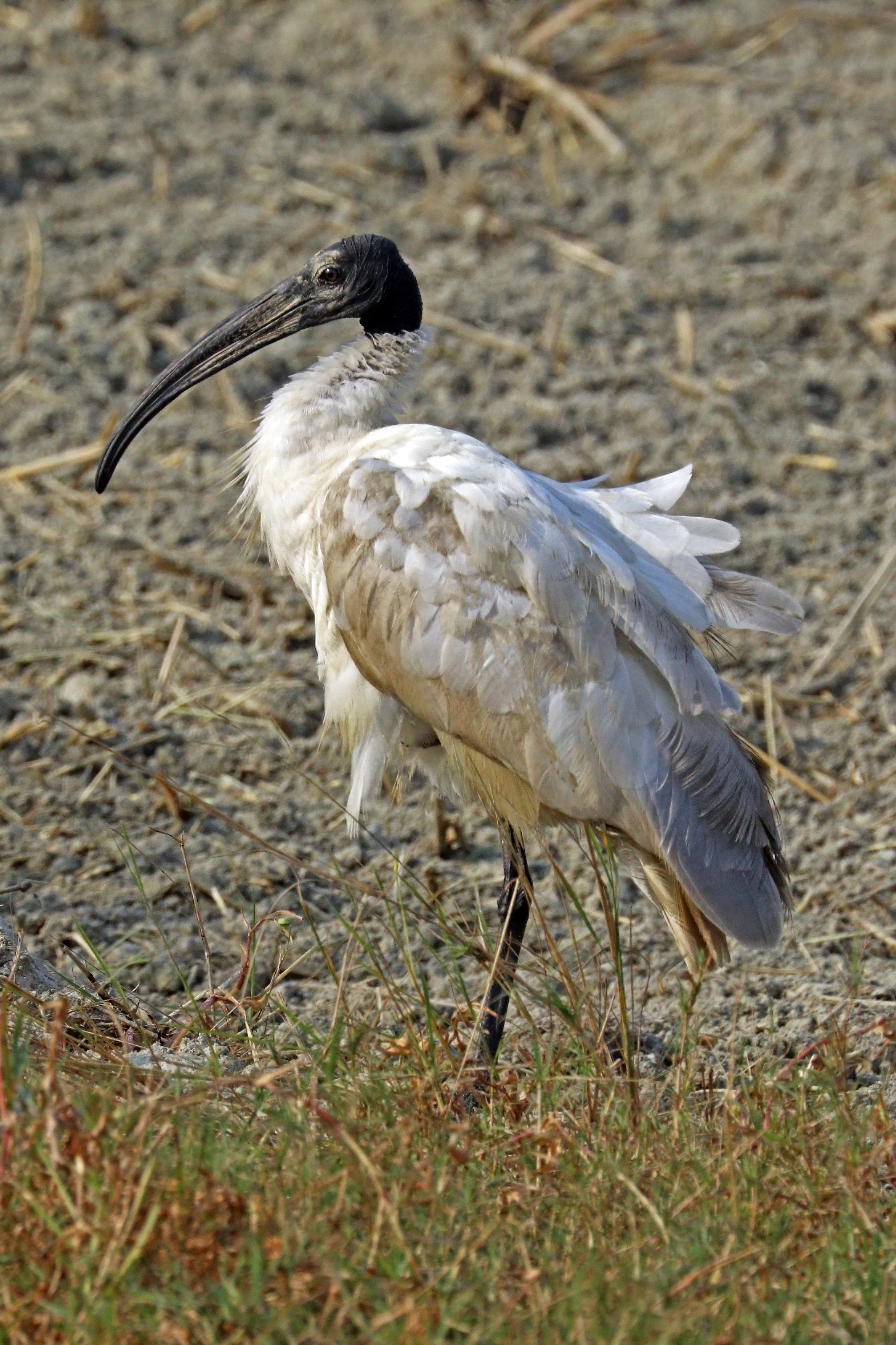 Black-headed ibis (Threskiornis melanocephalus)