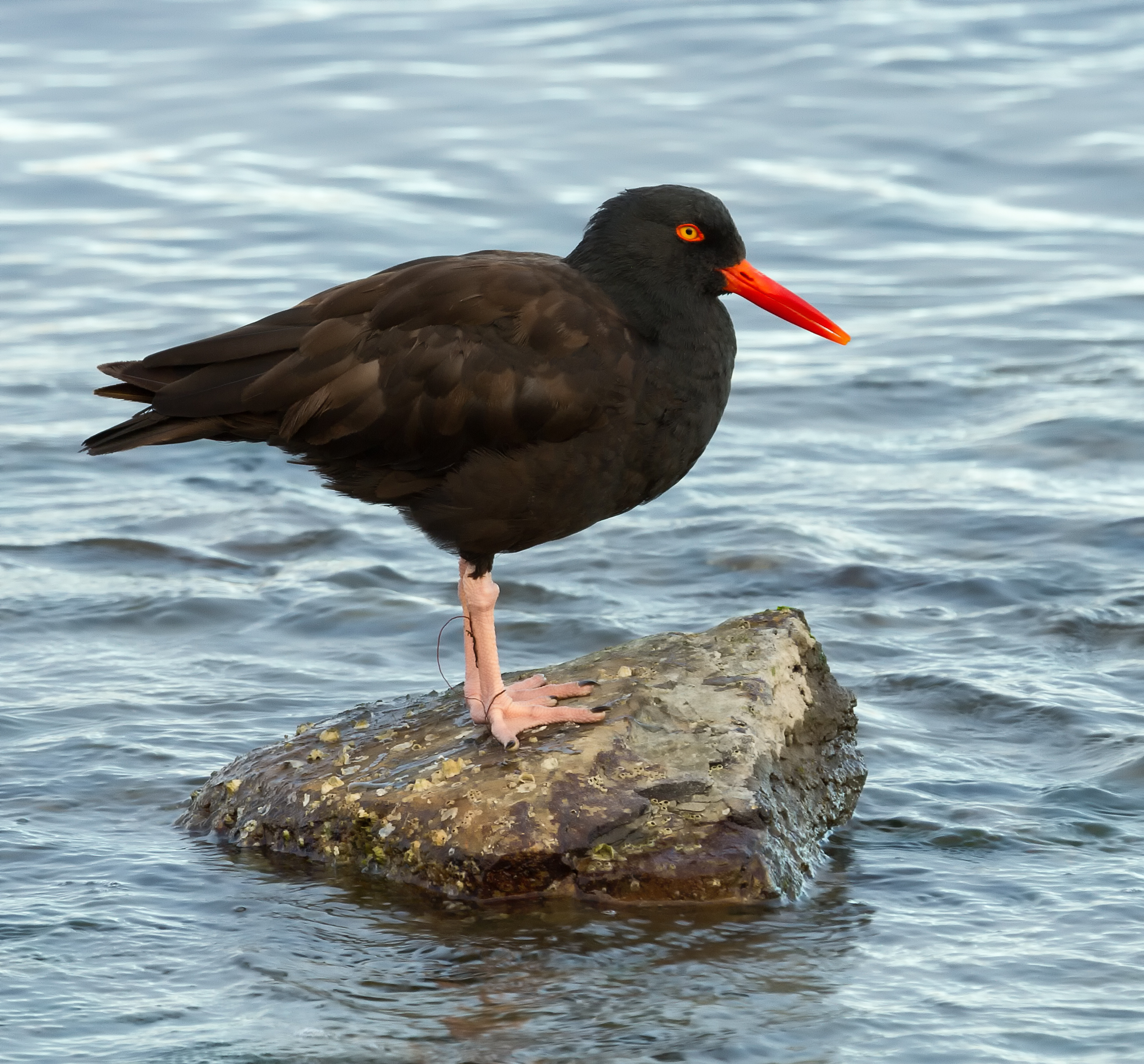 Black Oystercatcher (Haematopus bachmani)
