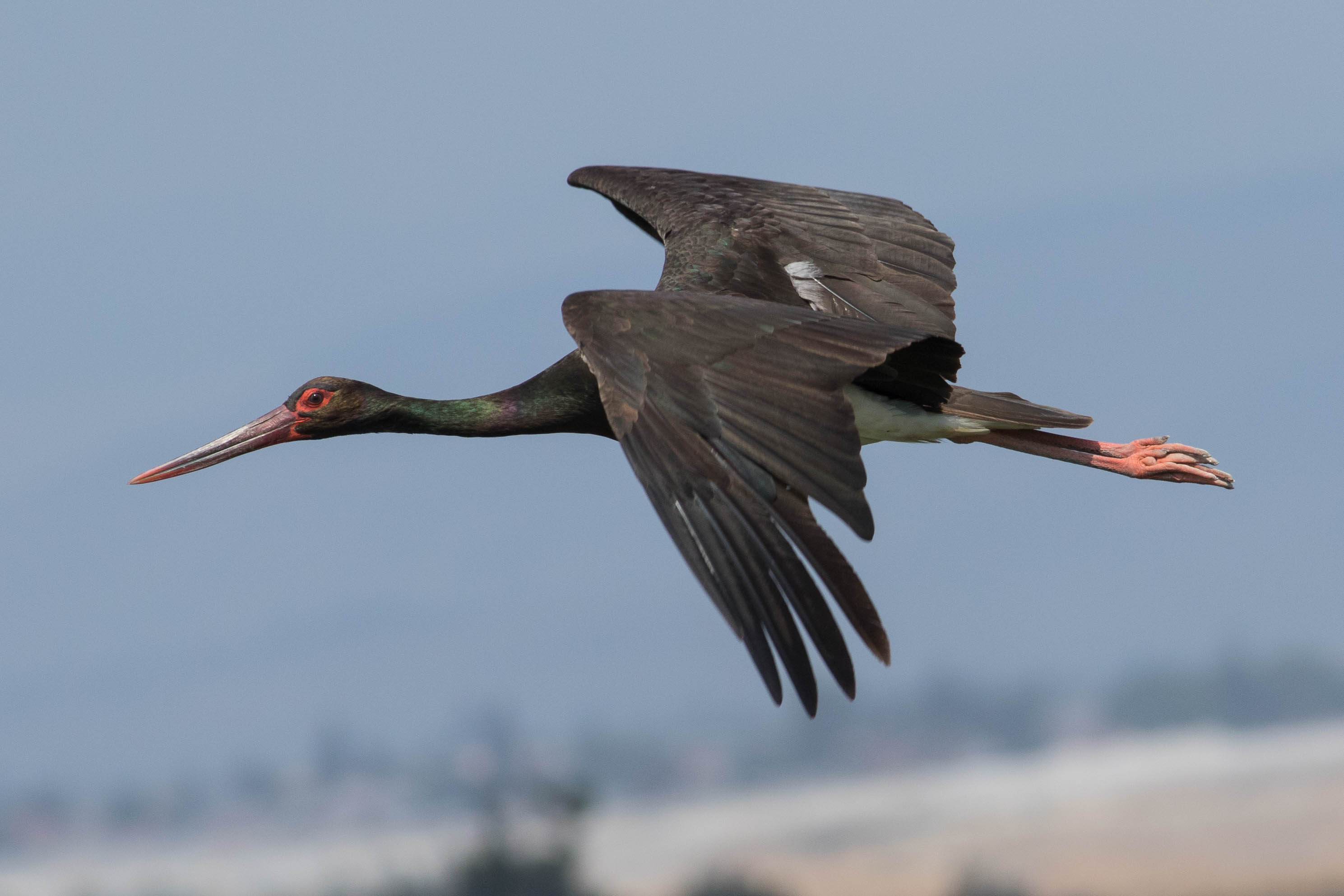 Black stork (Ciconia nigra)
