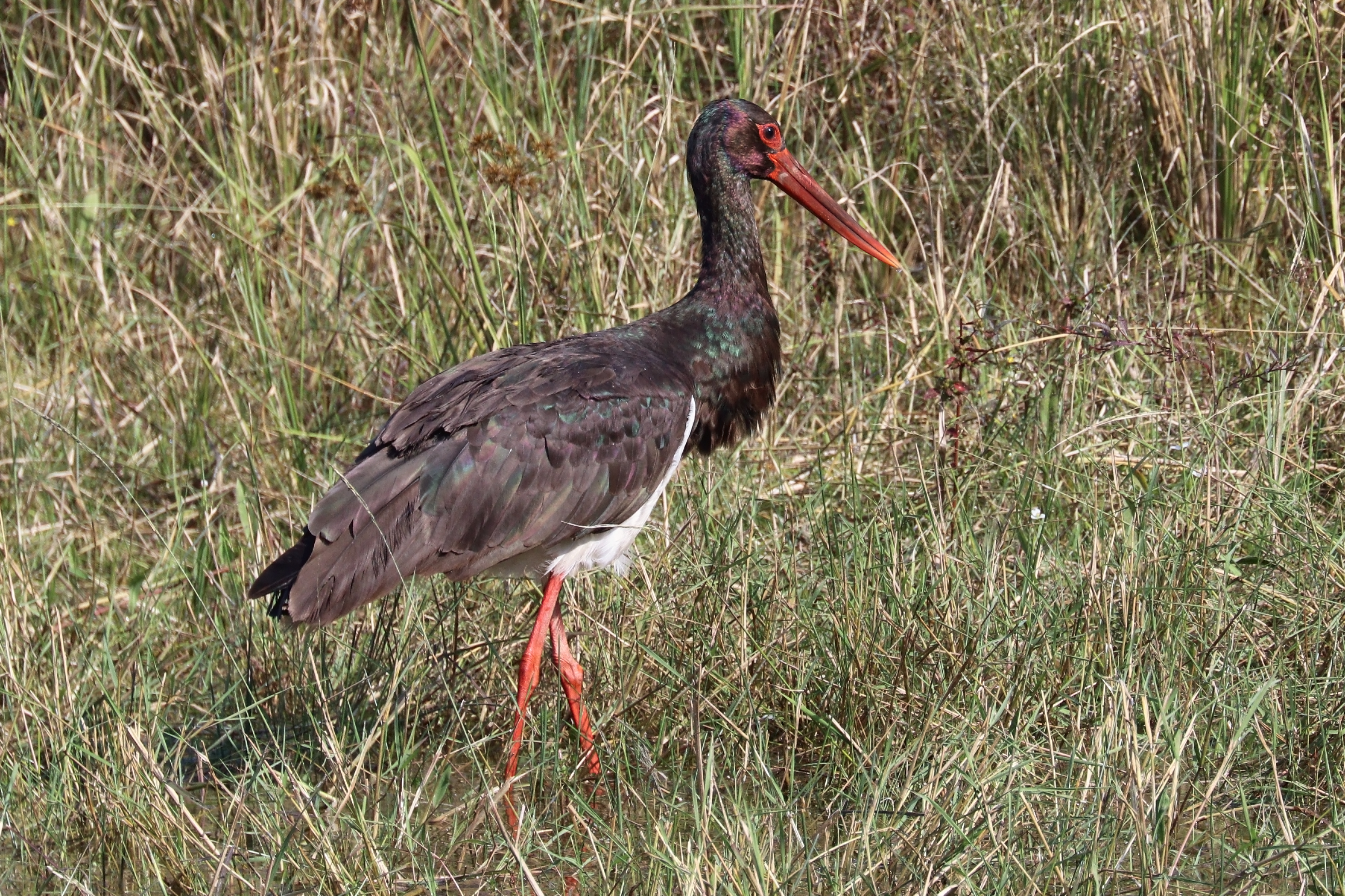Black stork (Ciconia nigra) India