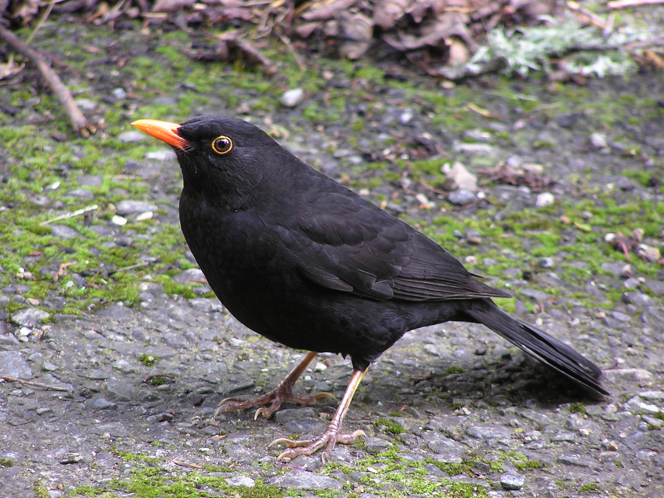 Blackbird (male)
